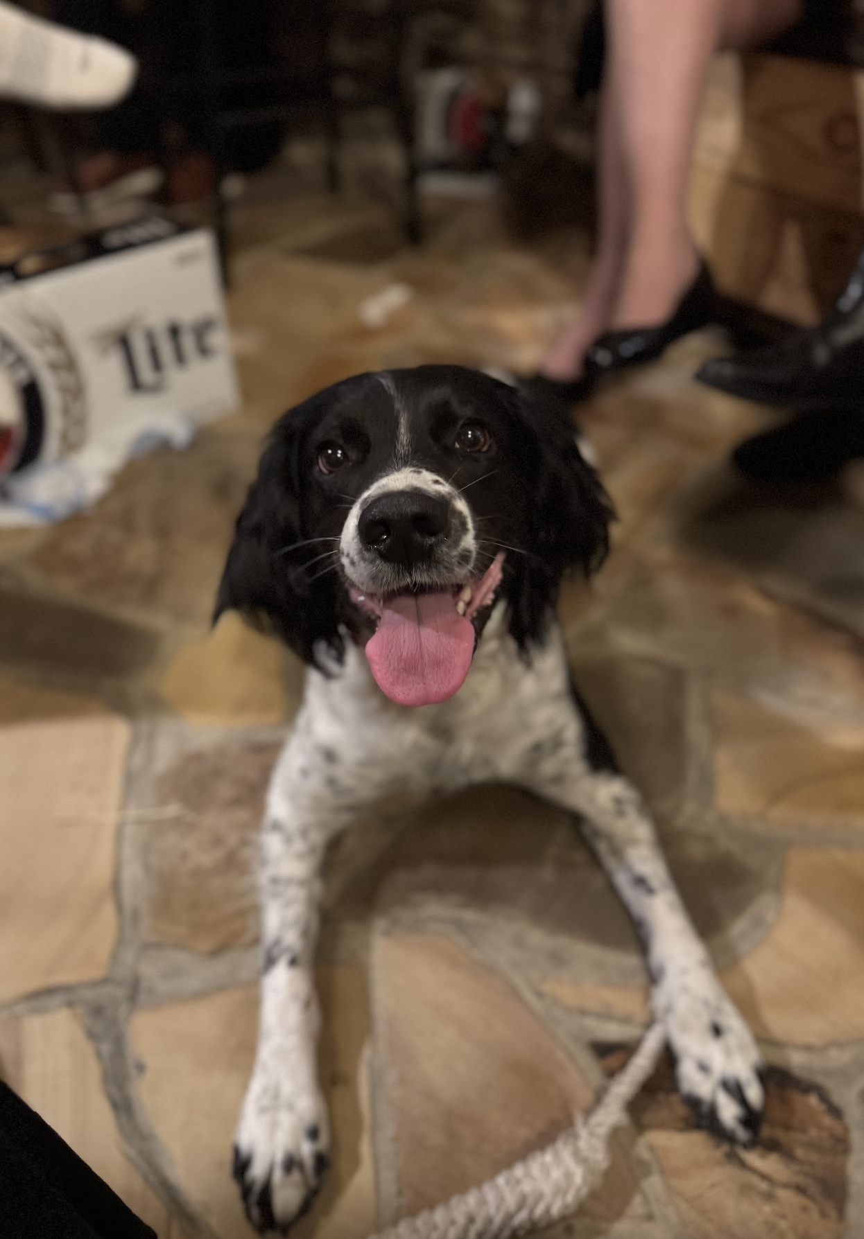 English Springer Spaniel