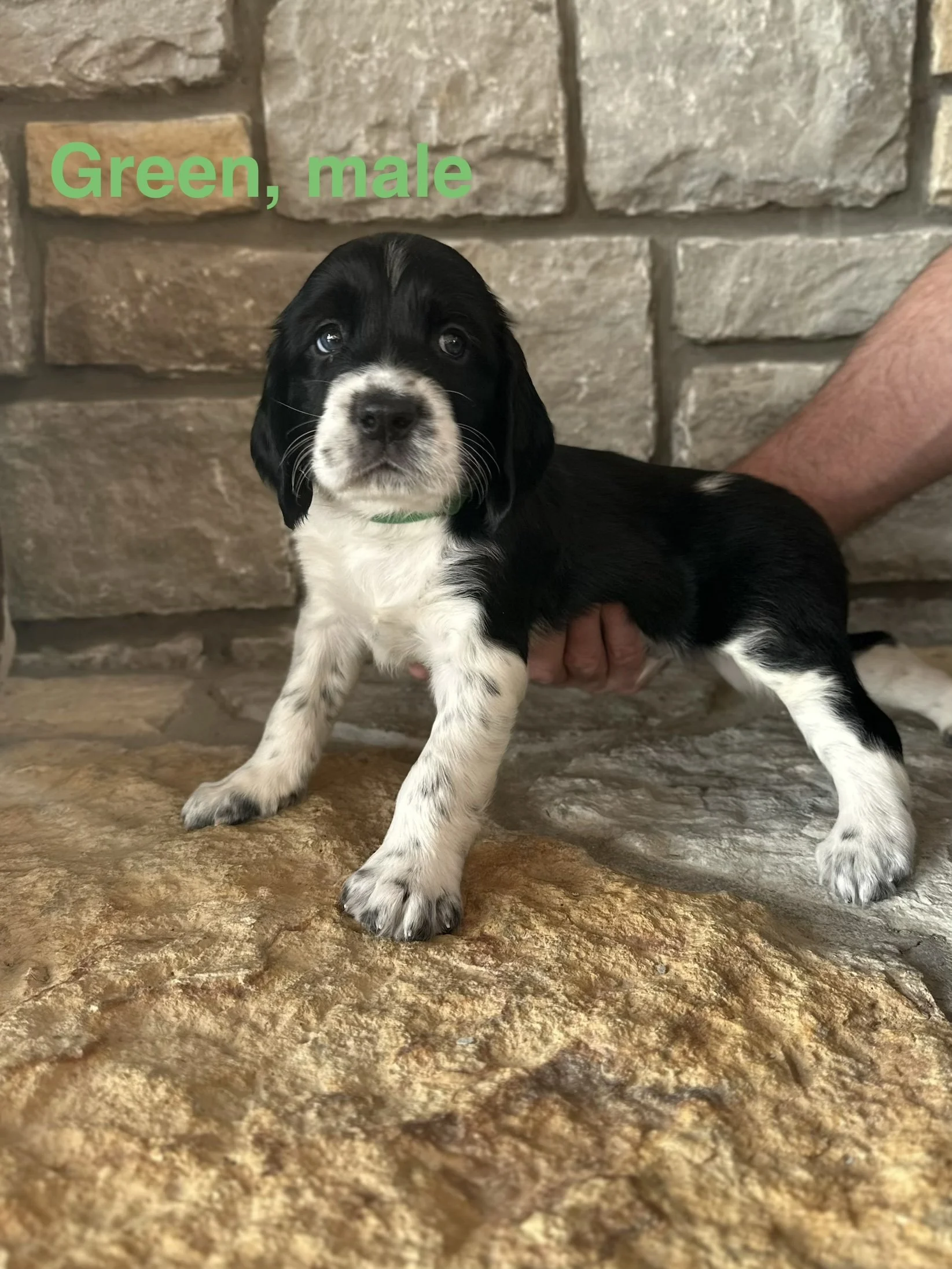 Green: Black and White, Male