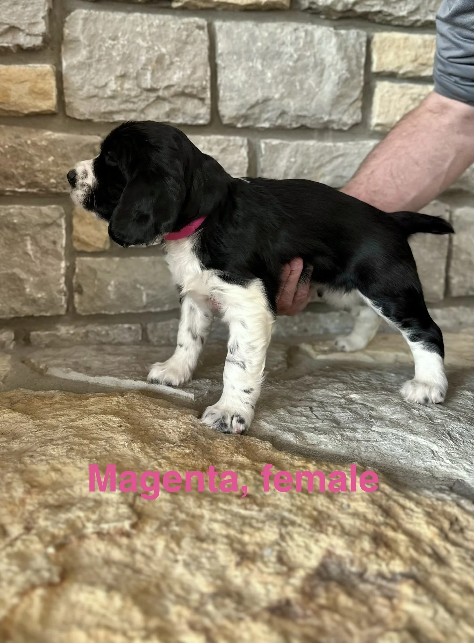 Magenta: Black and White, Female