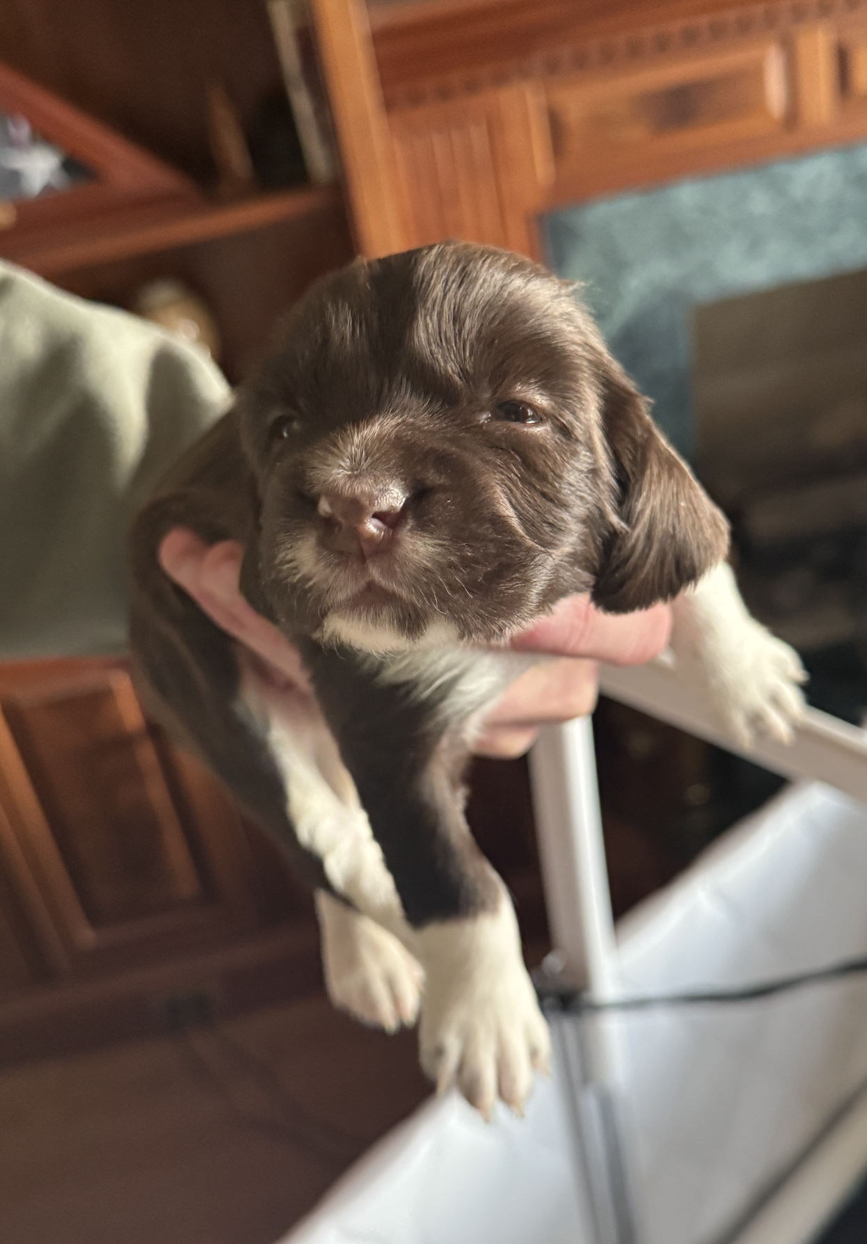English Springer Spaniel Puppy