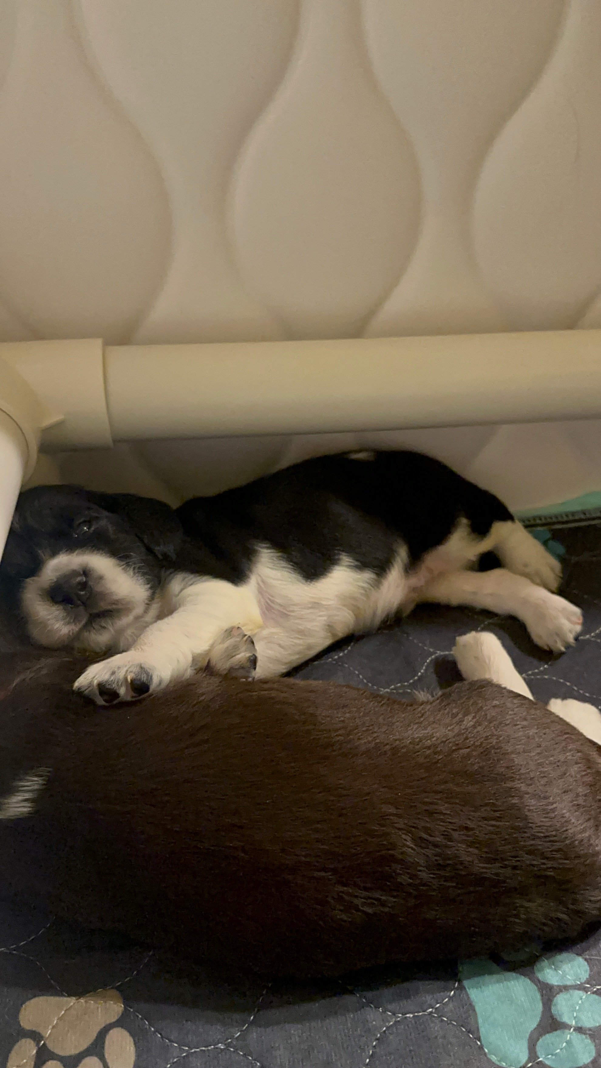 English Springer Spaniel Puppy