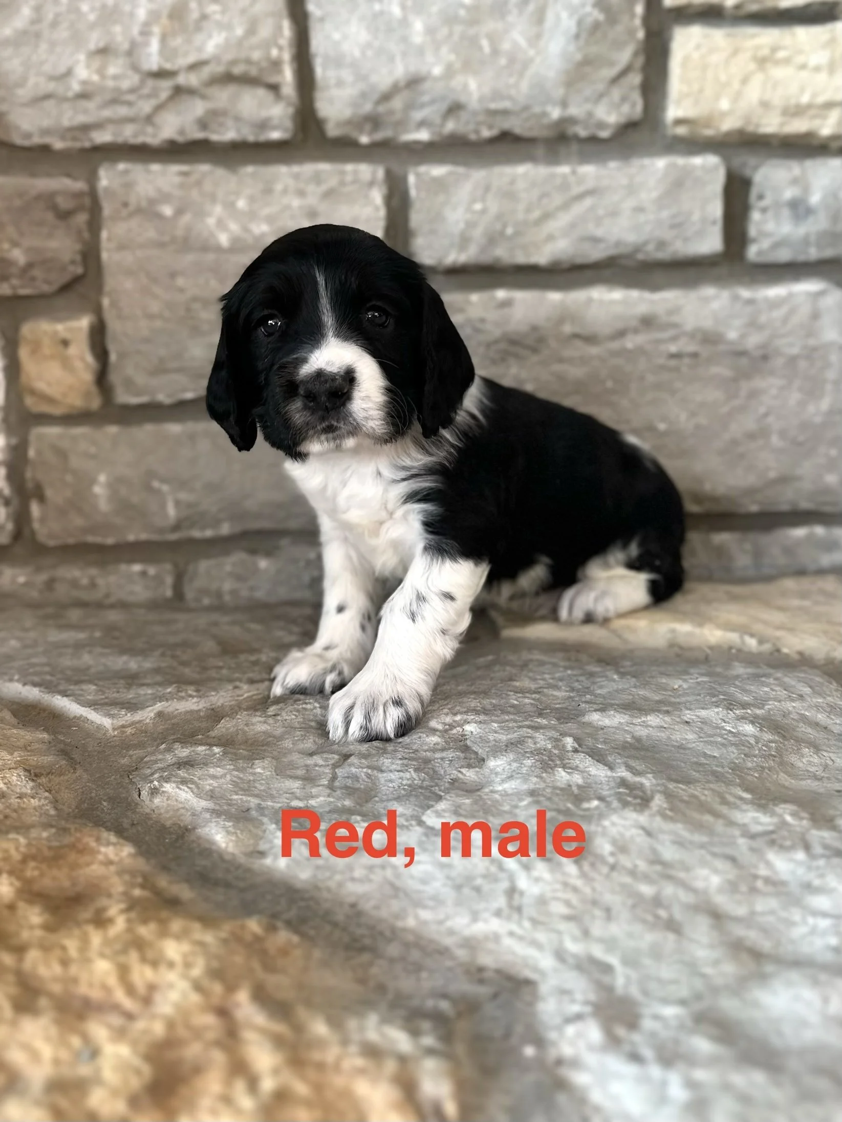 Red: Black and White, Male