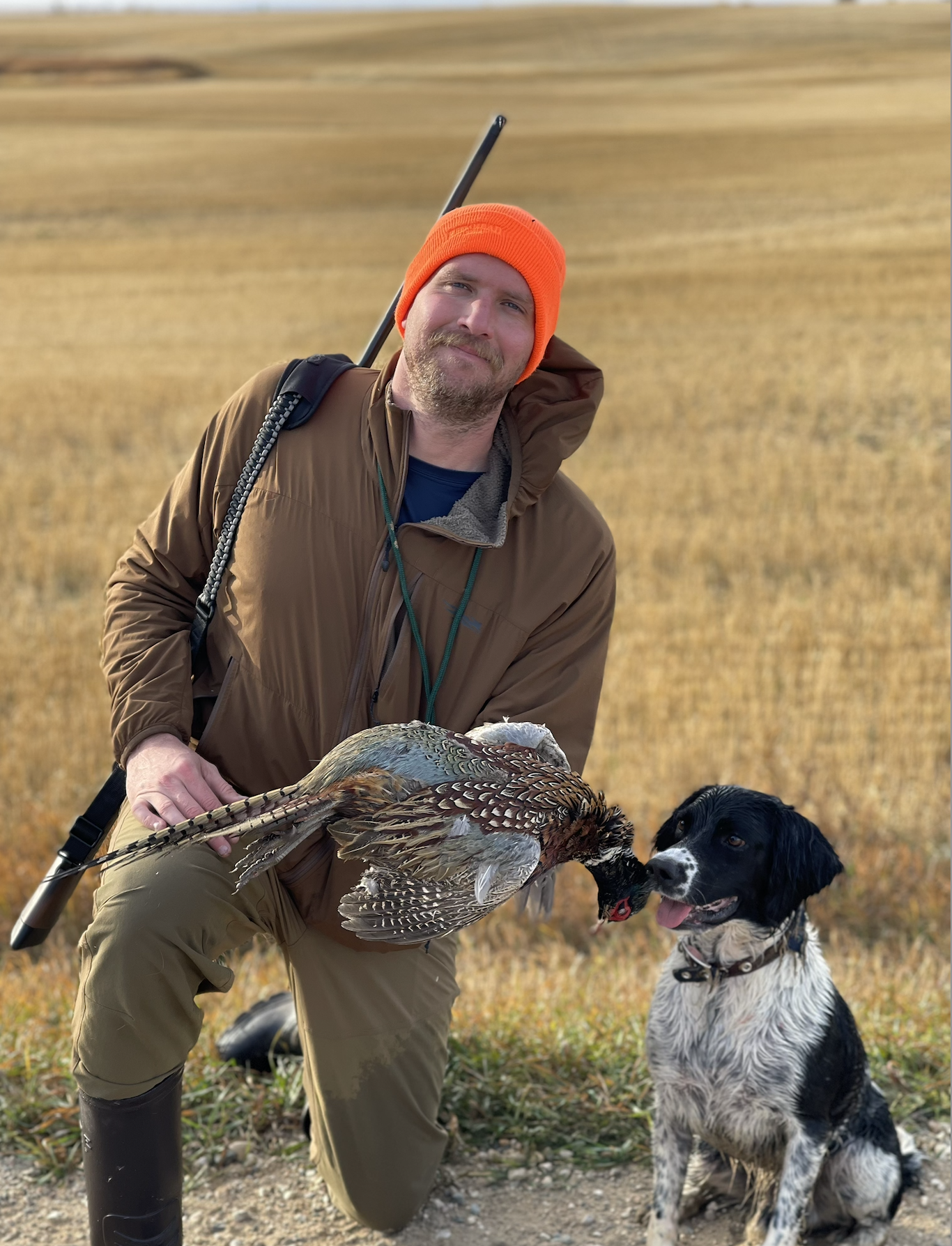 English Springer Spaniel Hunting