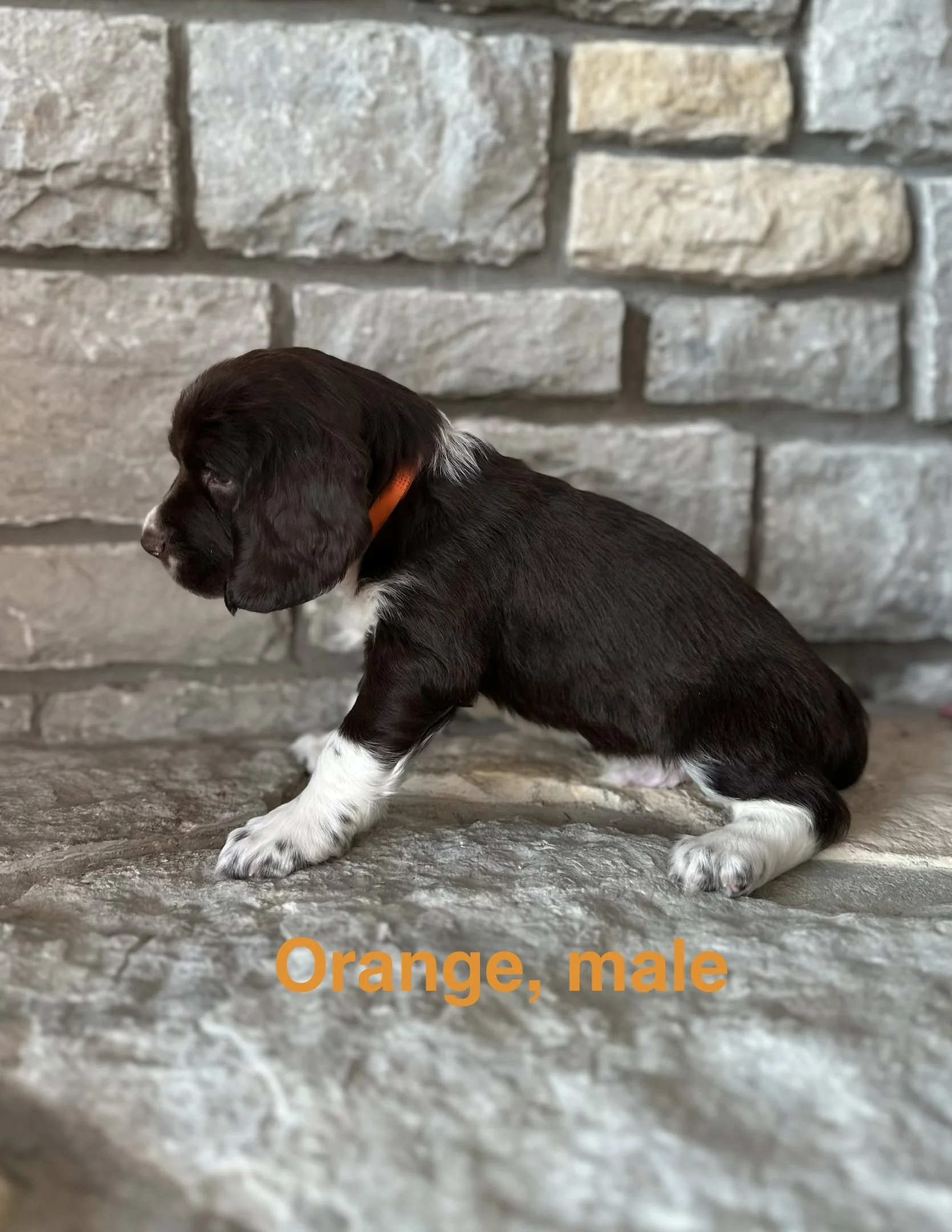 Orange: Liver and White, Male - RESERVED