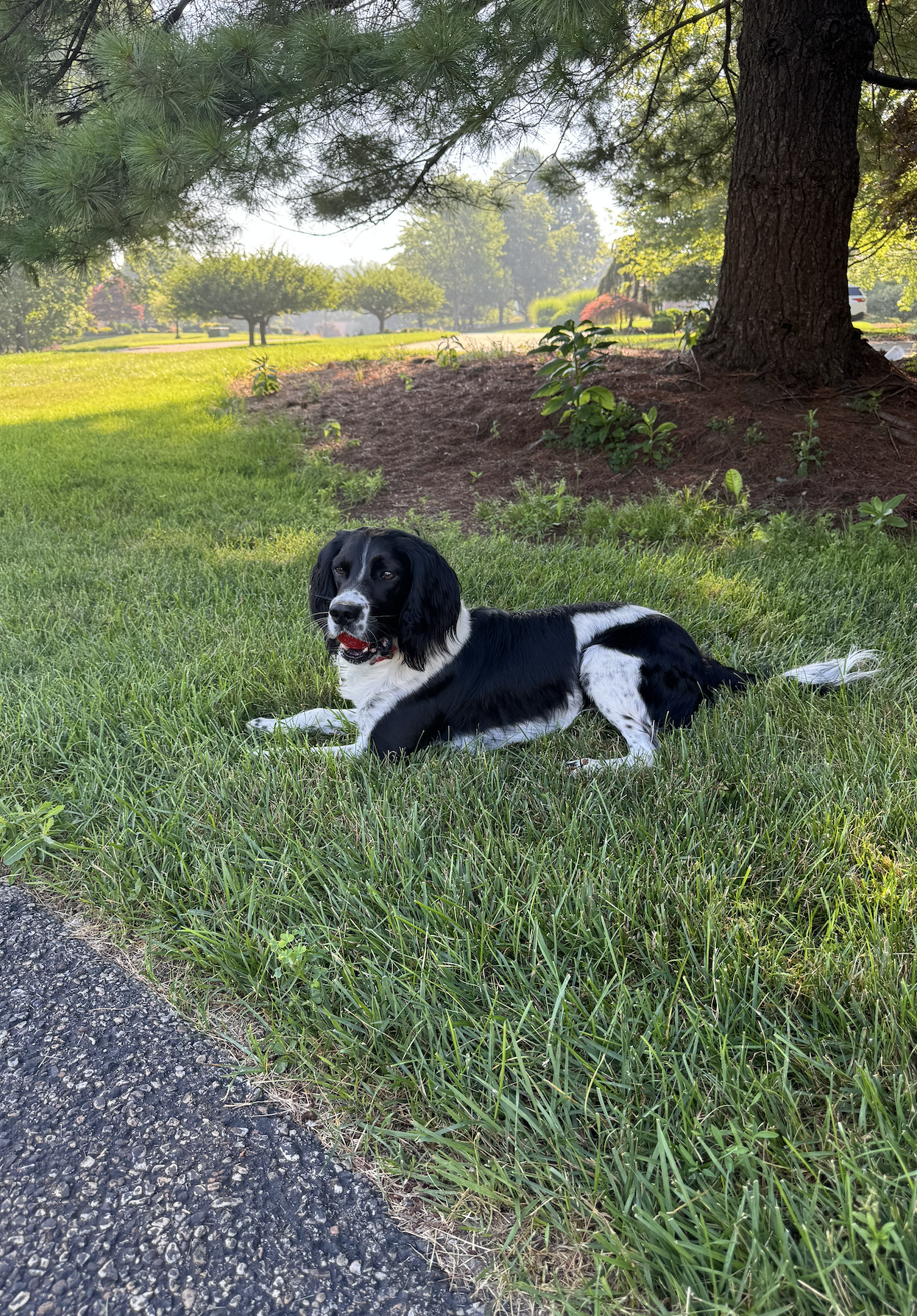 English Springer Spaniel
