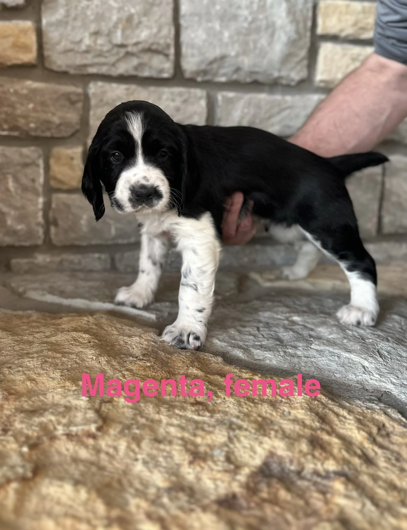 Magenta: Black and White, Female