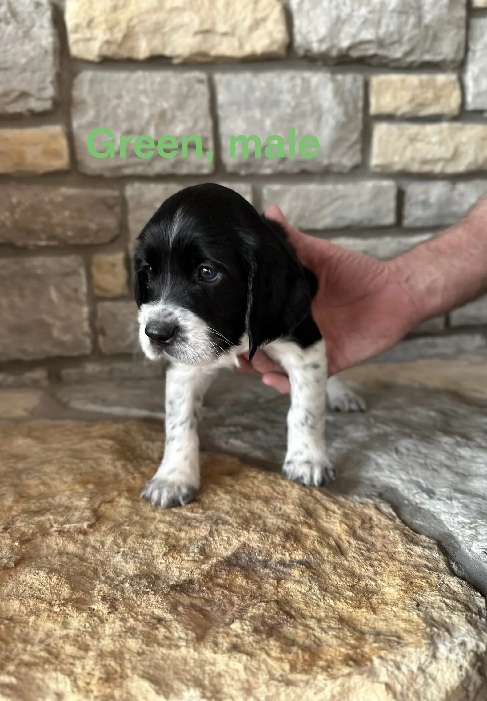 Green: Black and White, Male