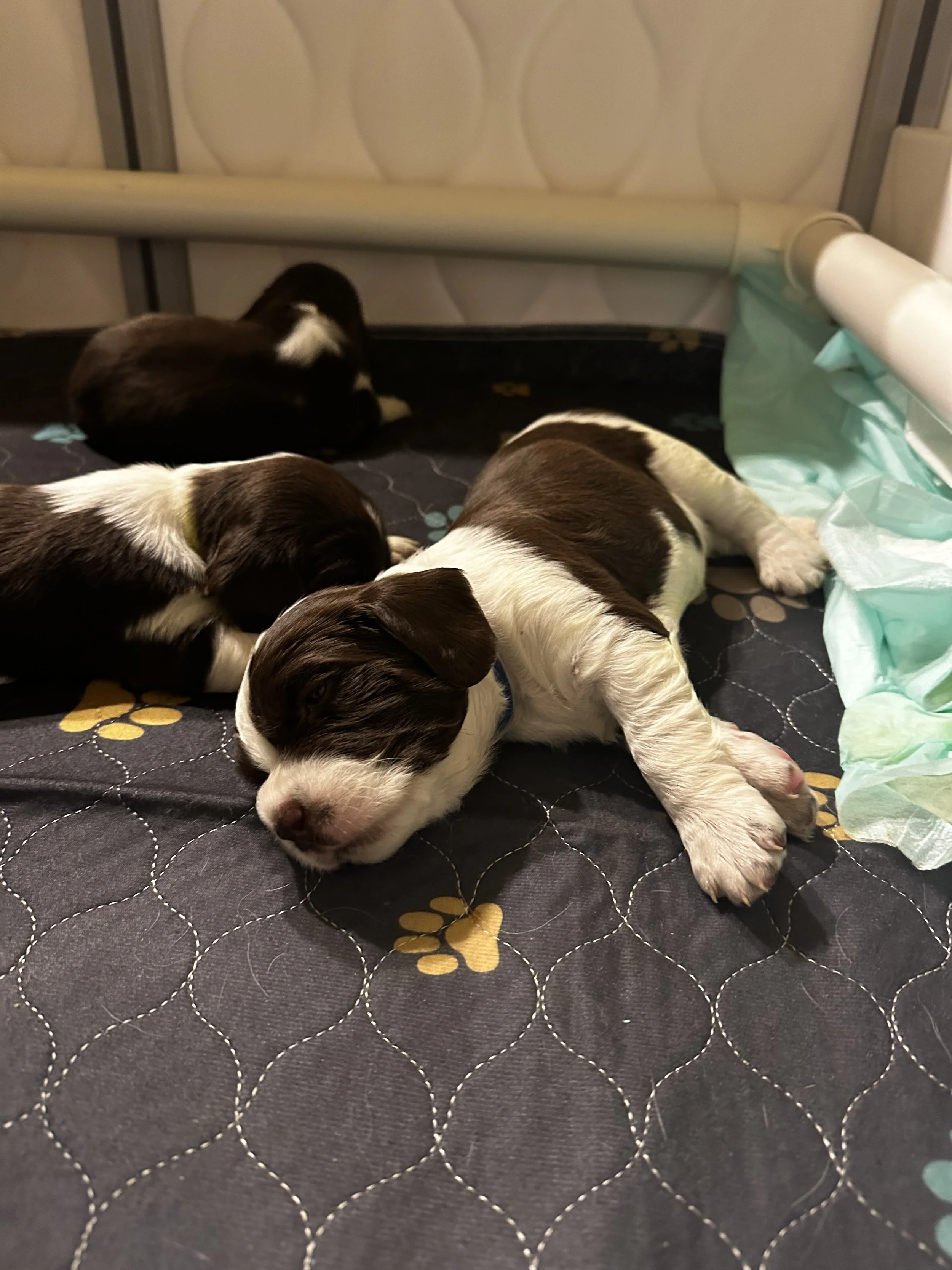 English Springer Spaniel Puppy