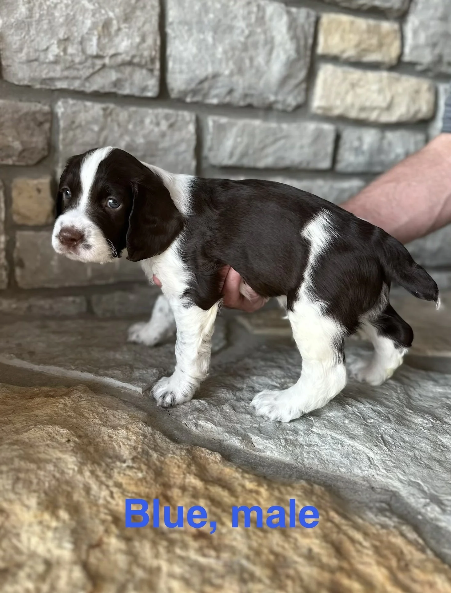 Blue: Liver and White, Male - RESERVED