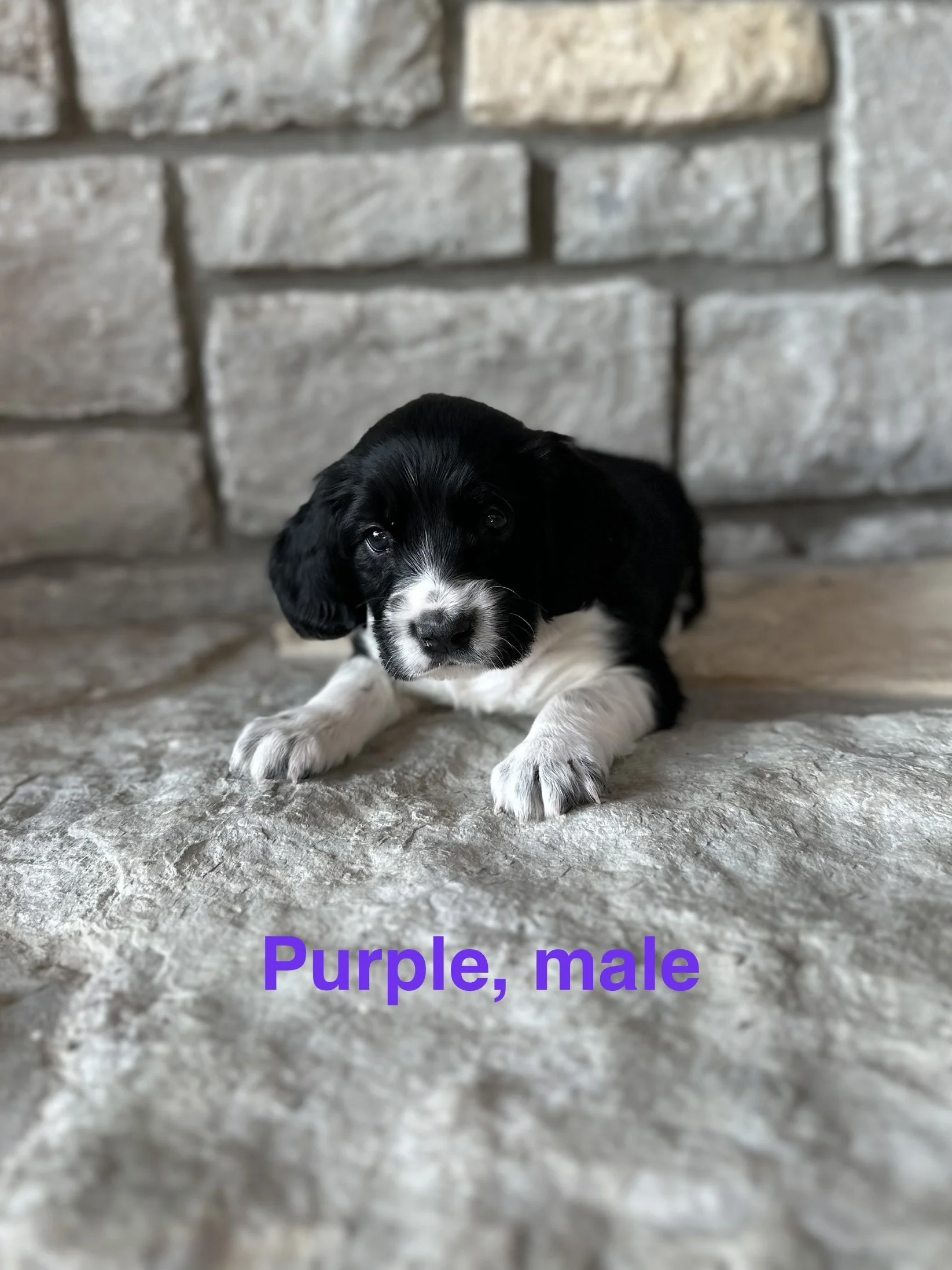 Purple: Black and White, Male