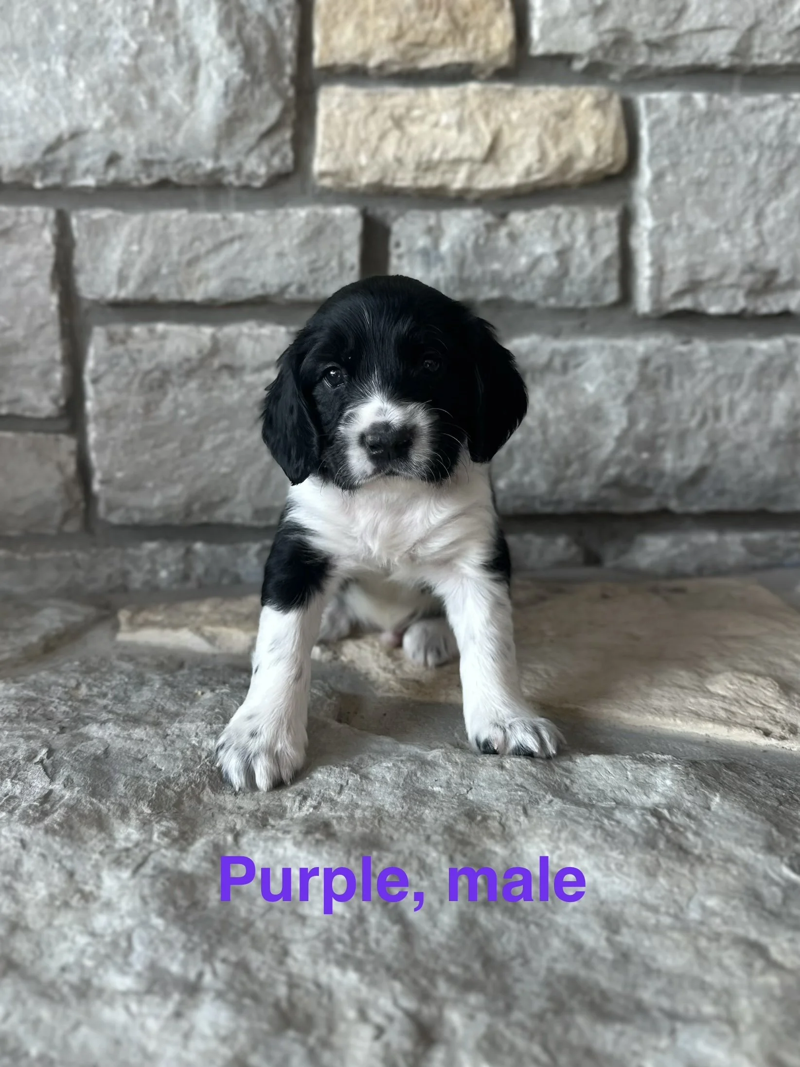 Purple: Black and White, Male