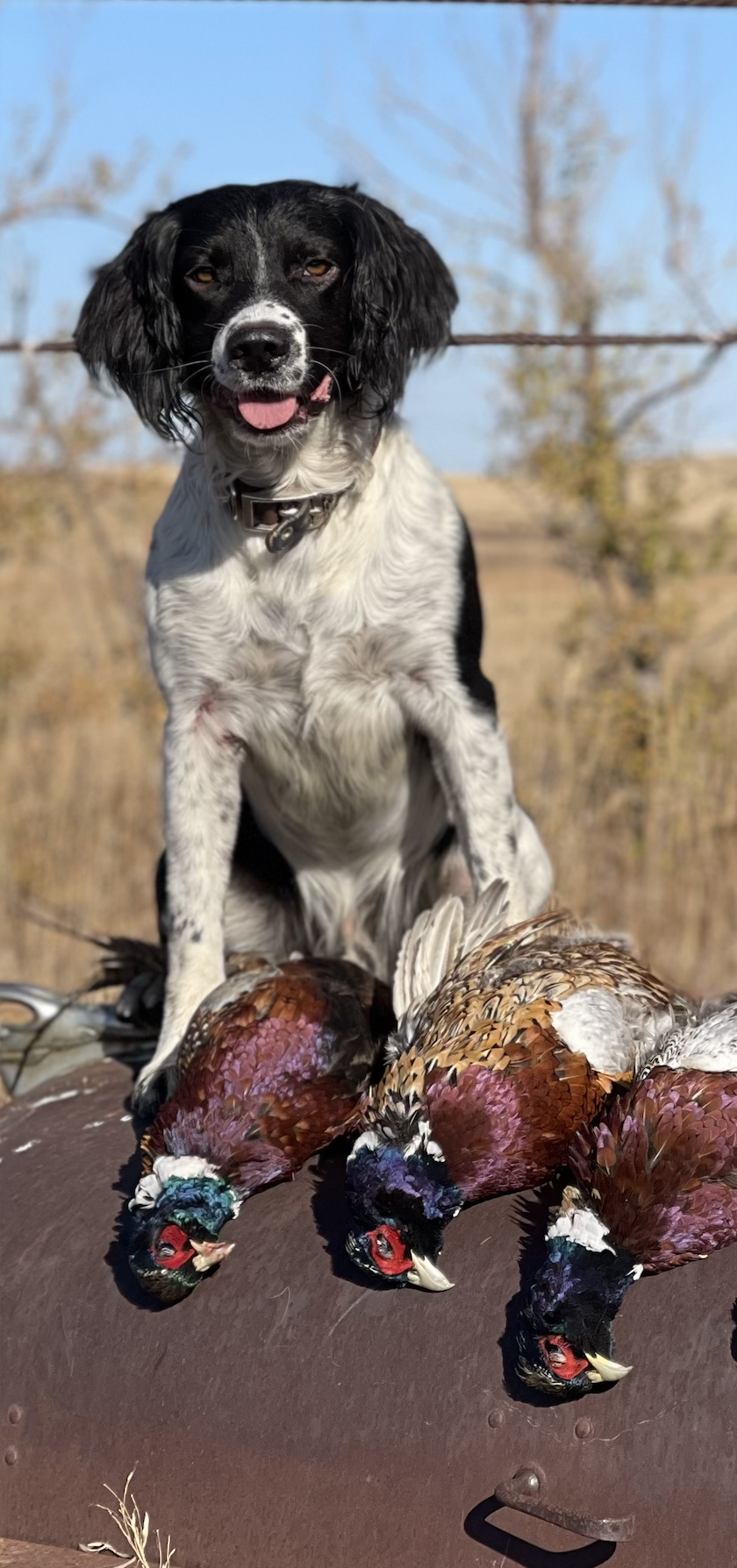English Springer Spaniel Hunting