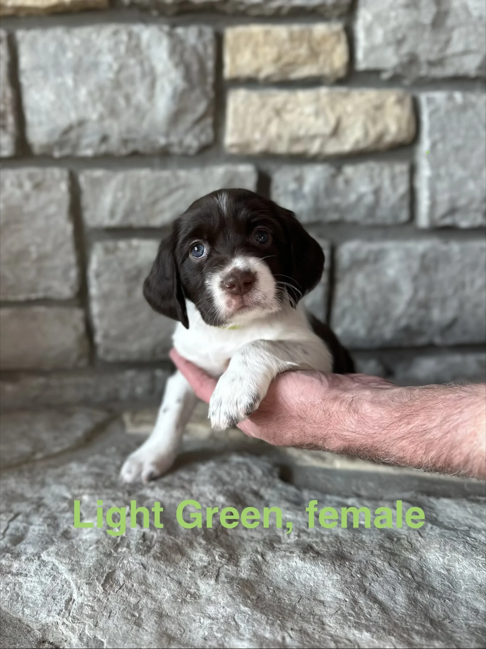 Light Green: Liver and White, Female