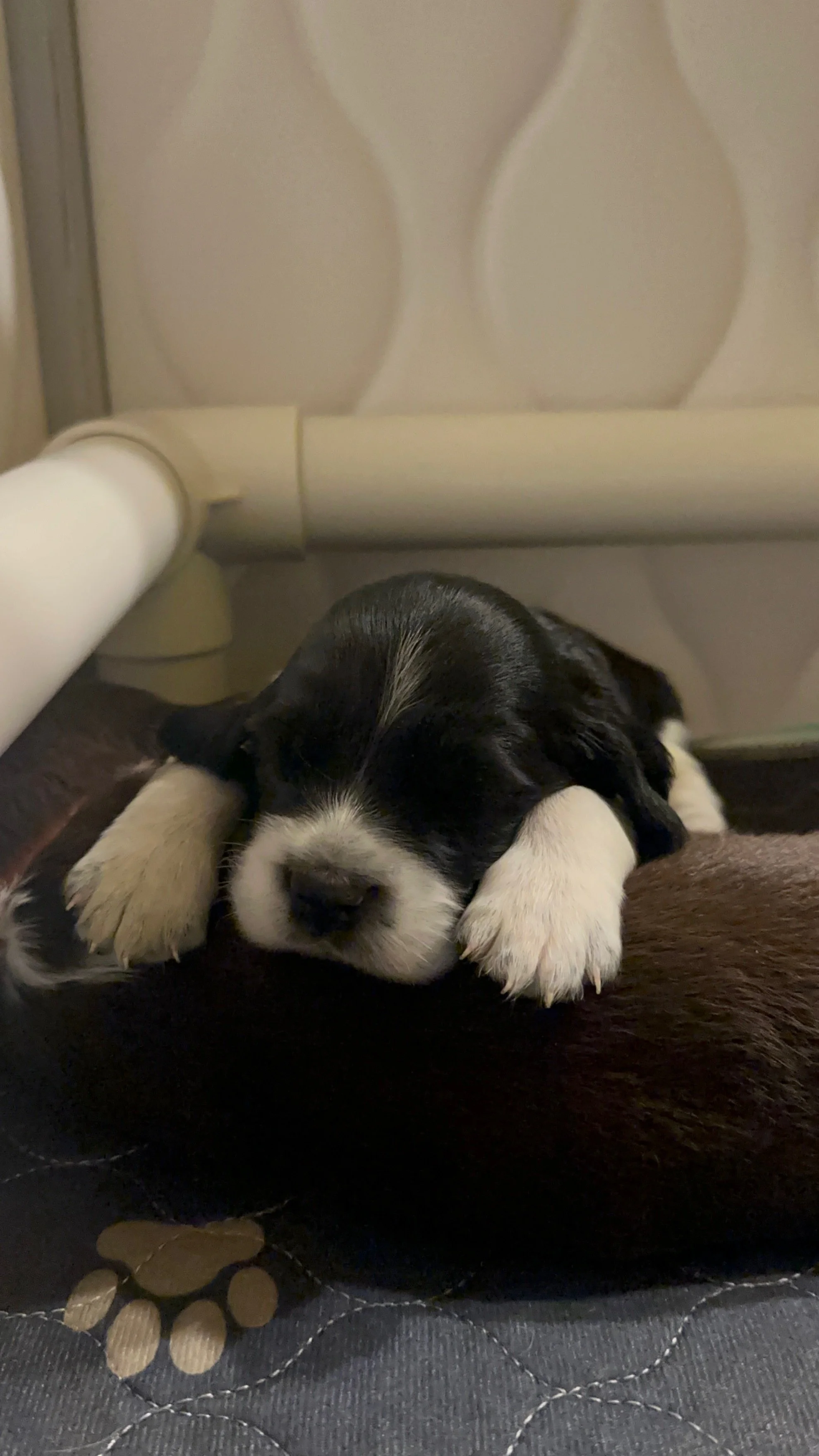 English Springer Spaniel Puppy