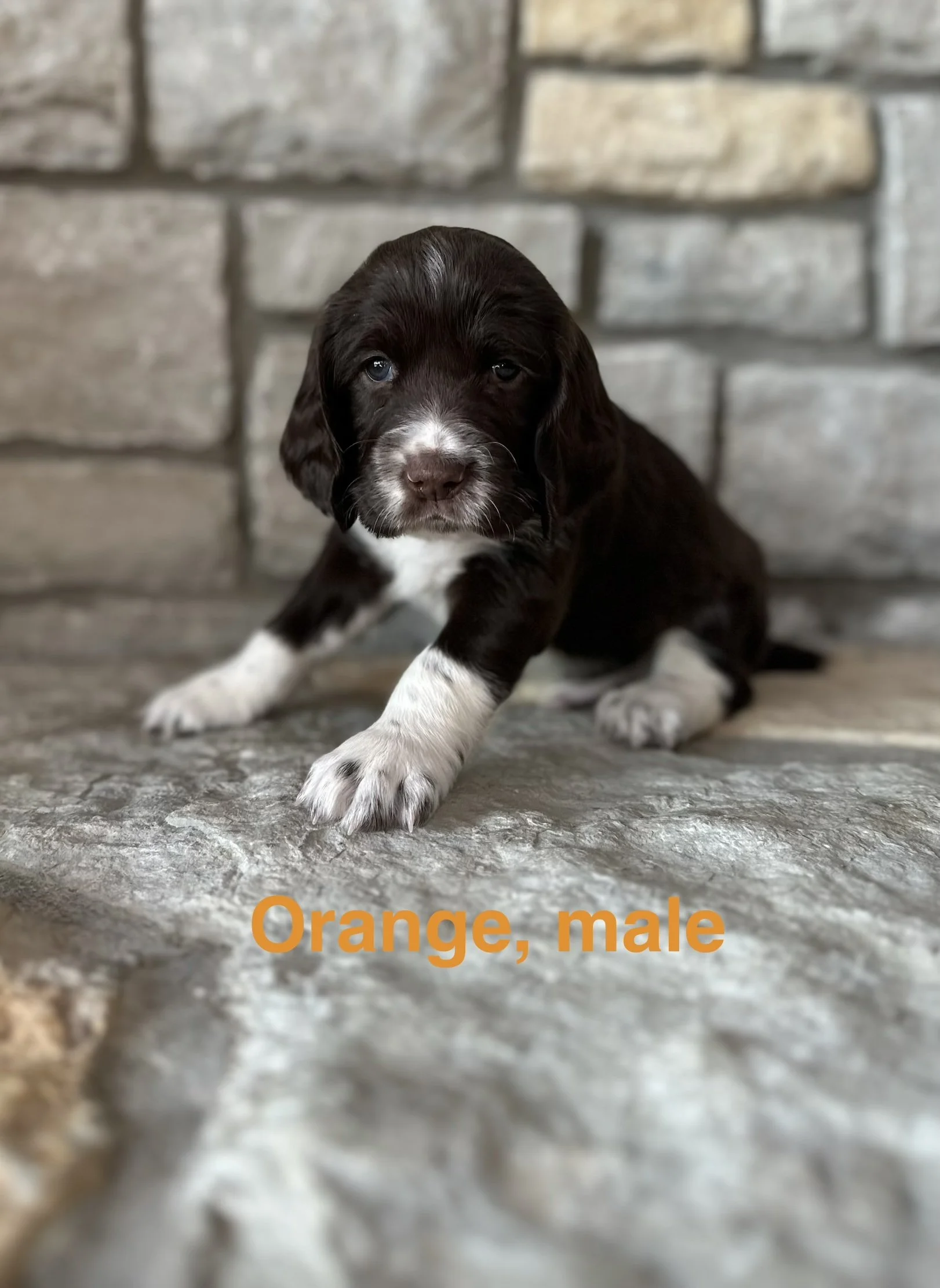 Orange: Liver and White, Male - RESERVED