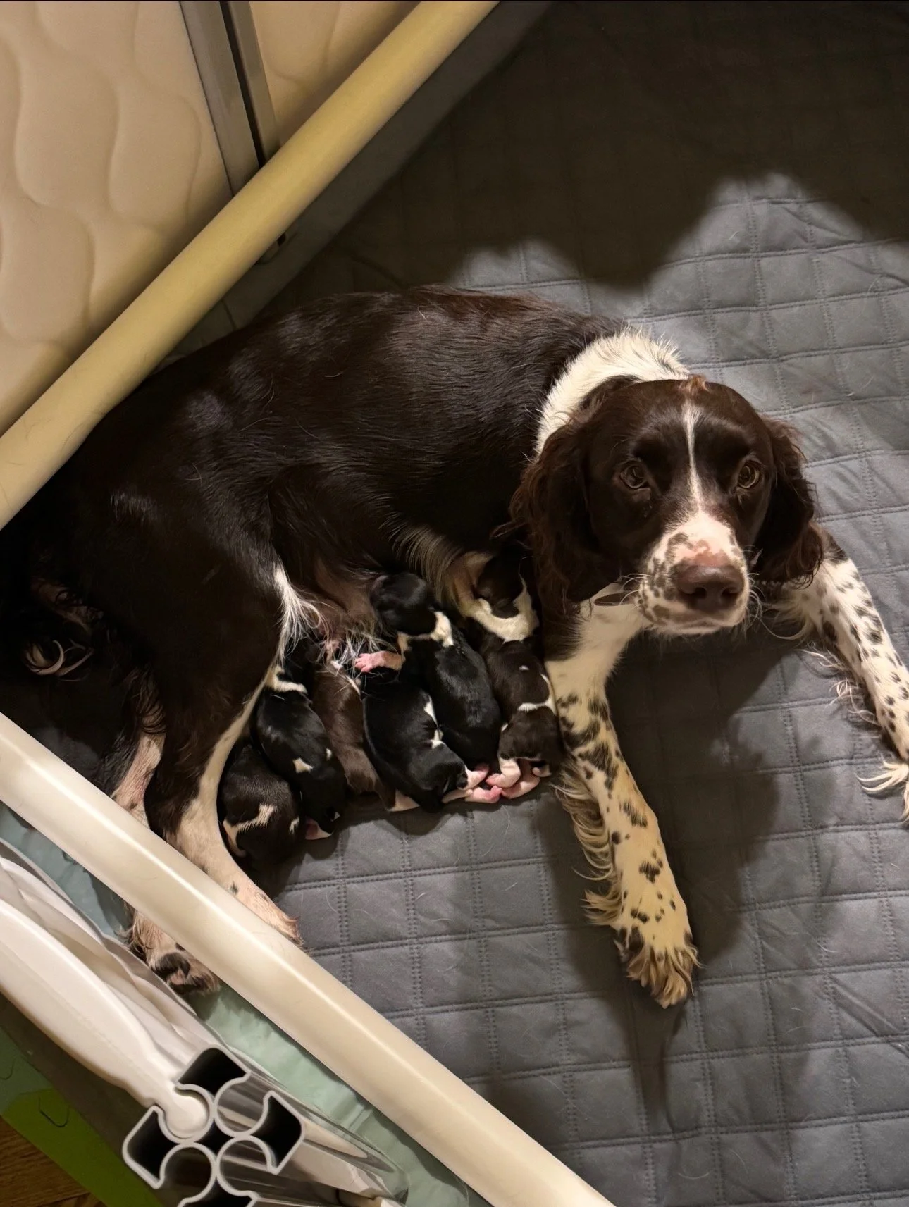 English Springer Spaniel Litter