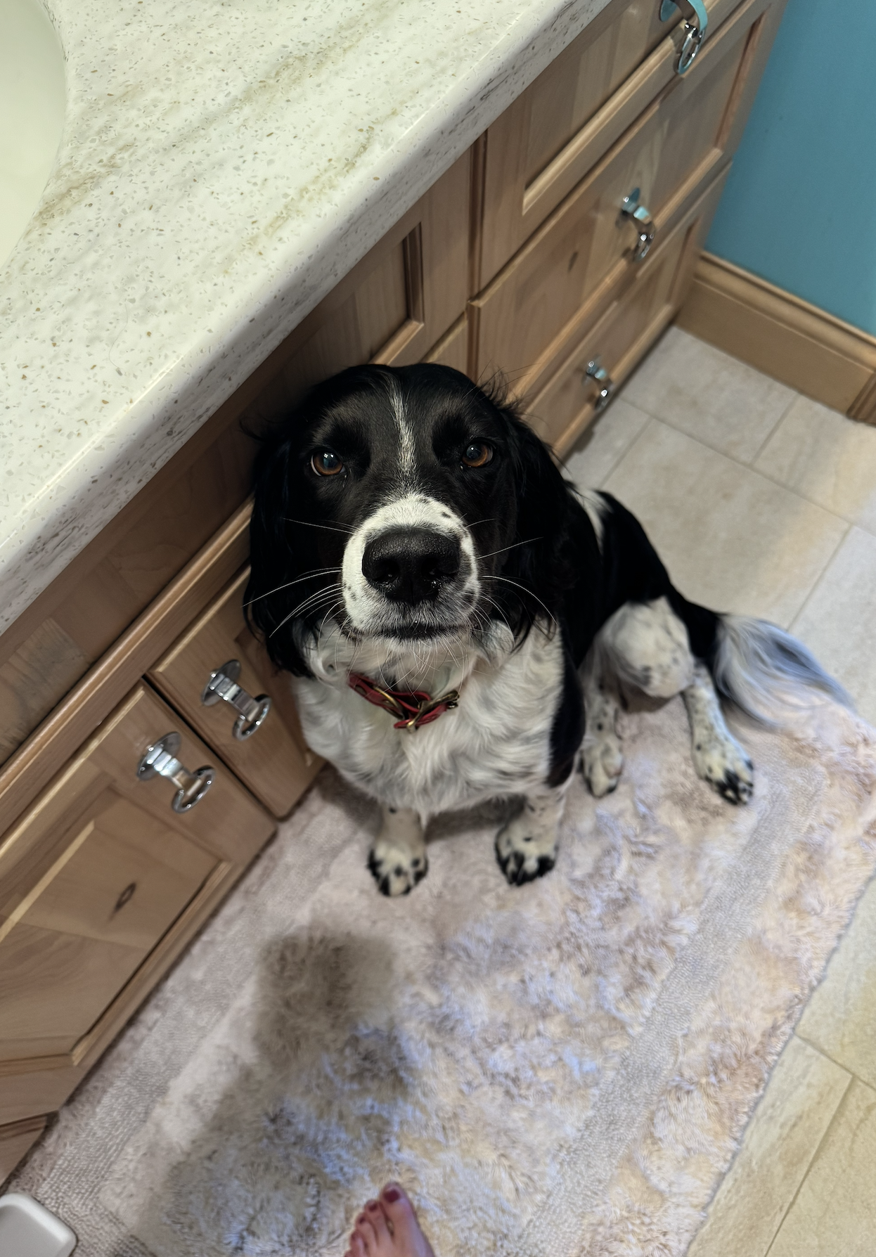 English Springer Spaniel