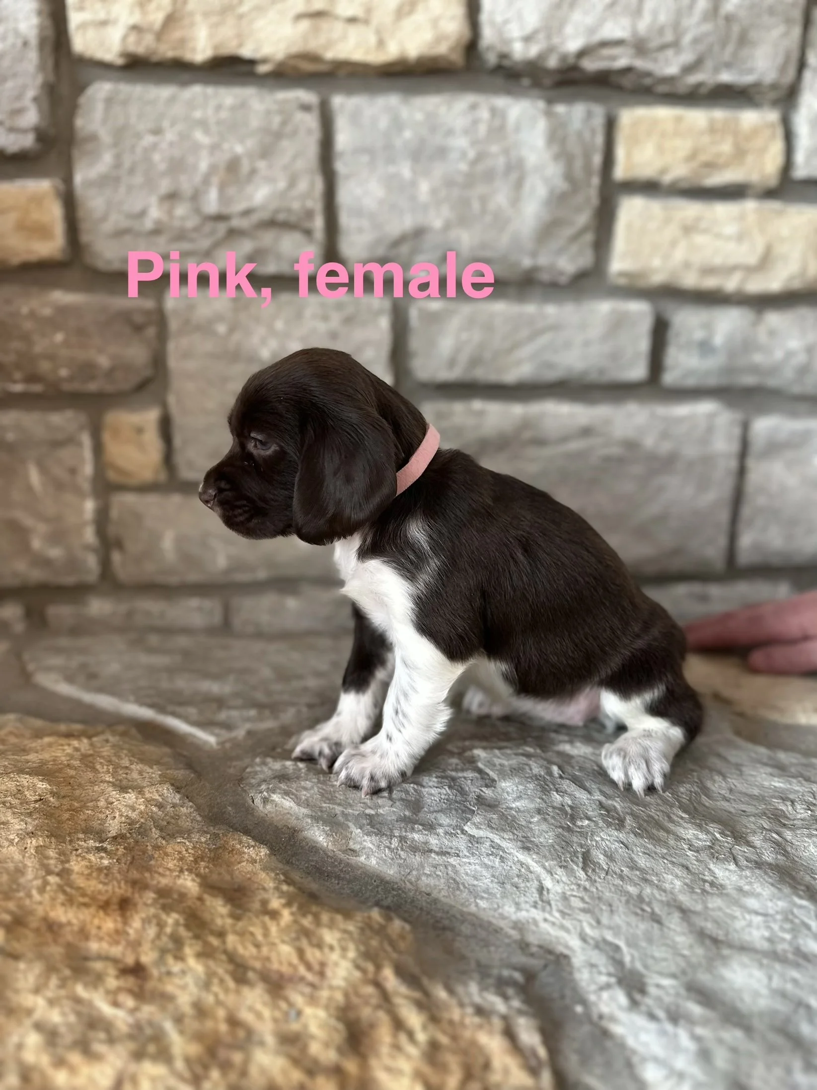 Pink: Liver and White, Female - RESERVED
