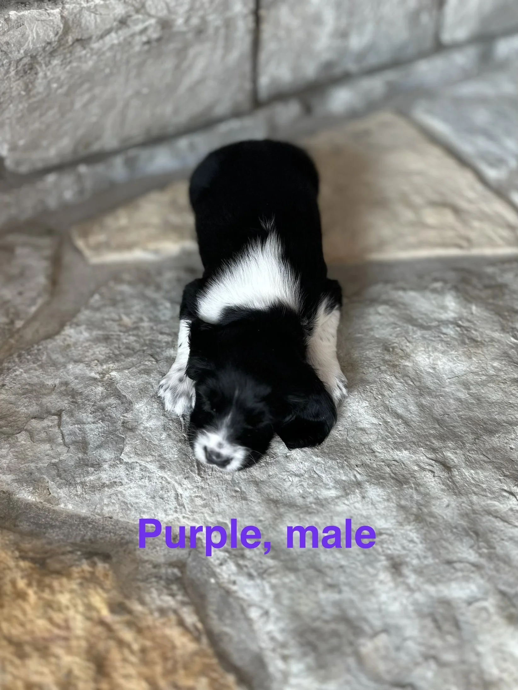 Purple: Black and White, Male
