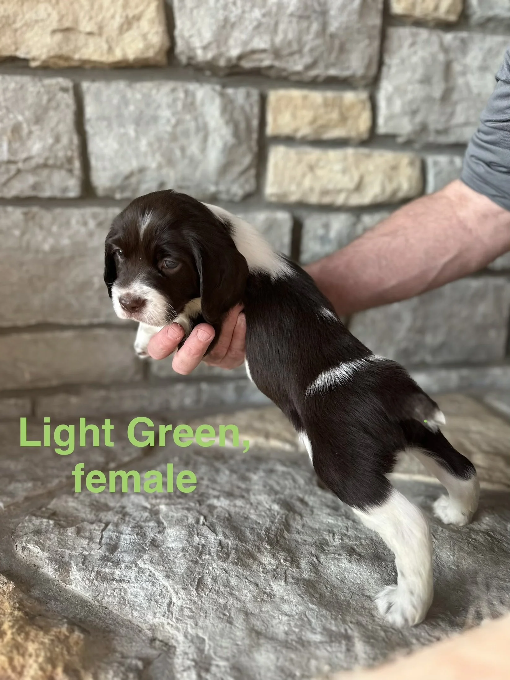 Light Green: Liver and White, Female