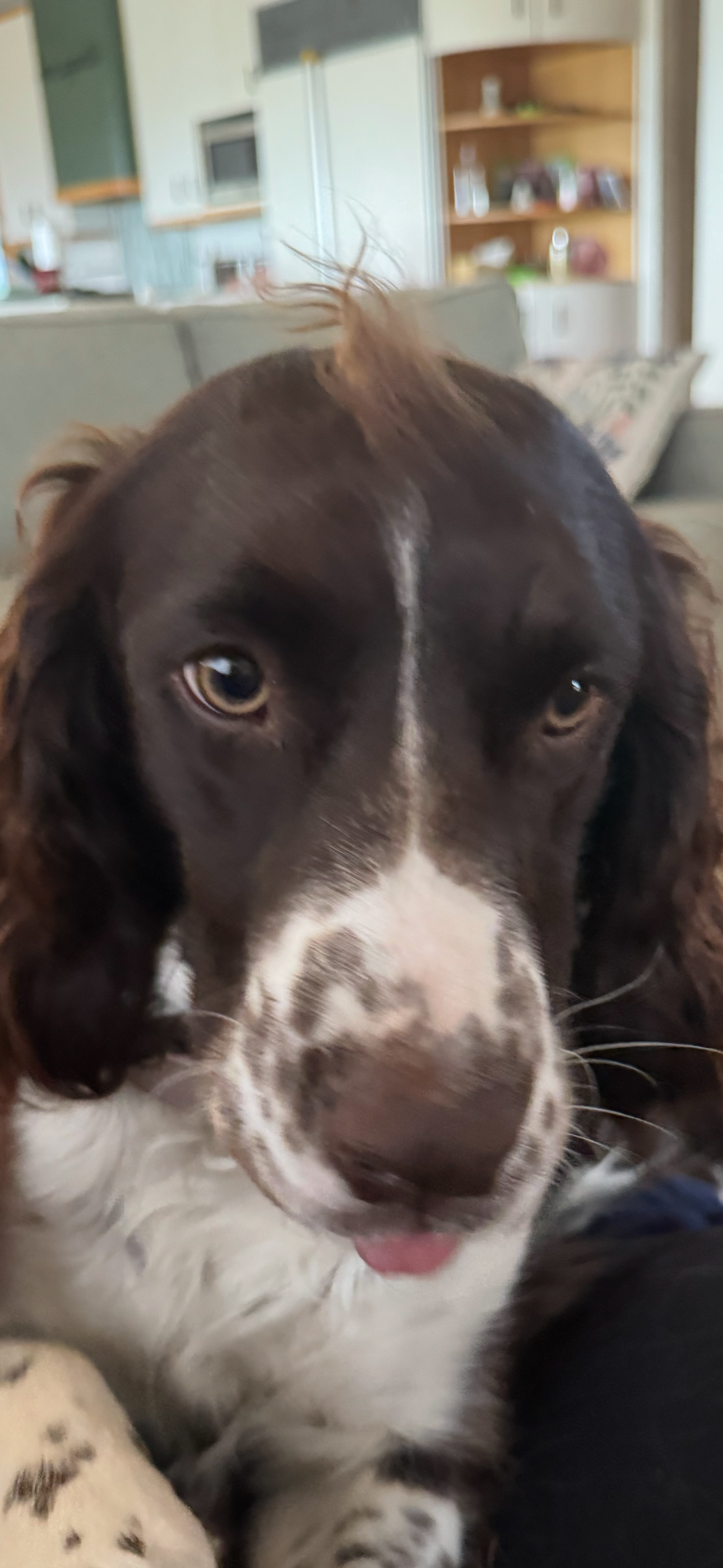 English Springer Spaniel