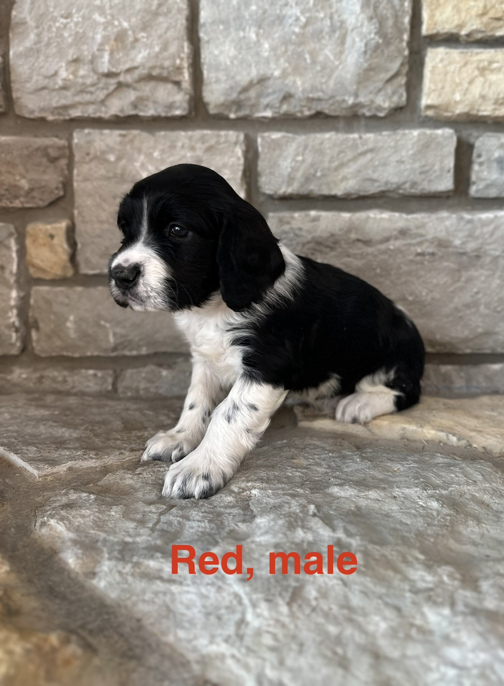 Red: Black and White, Male