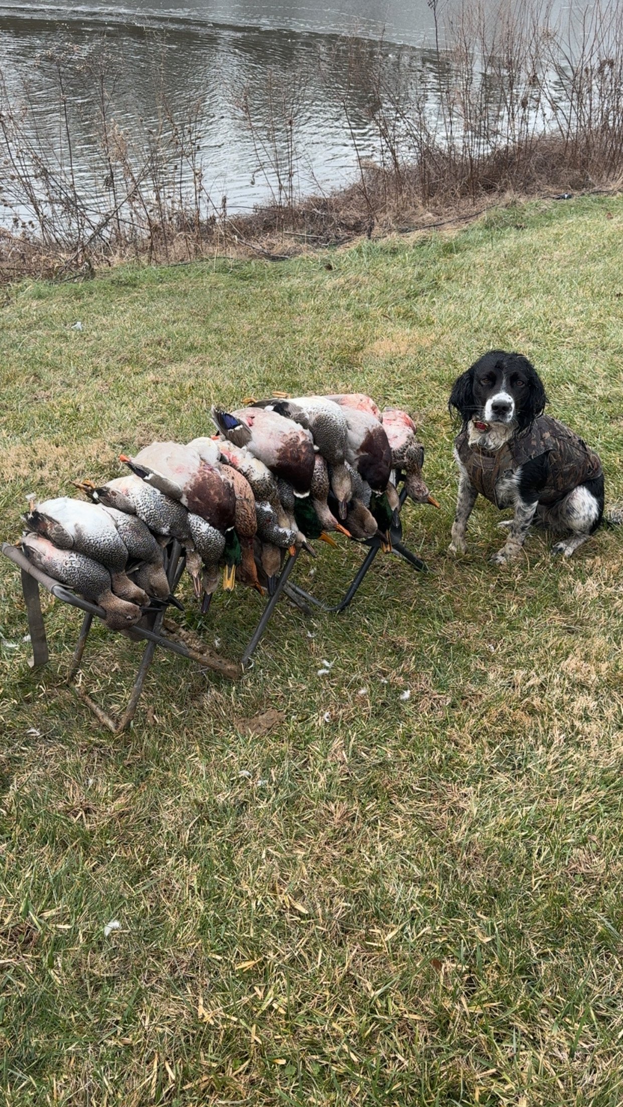 English Springer Spaniel Hunting