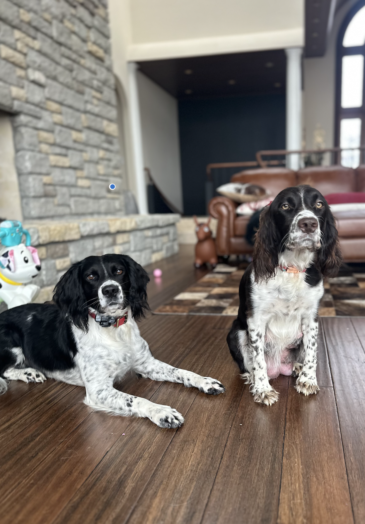 English Springer Spaniels