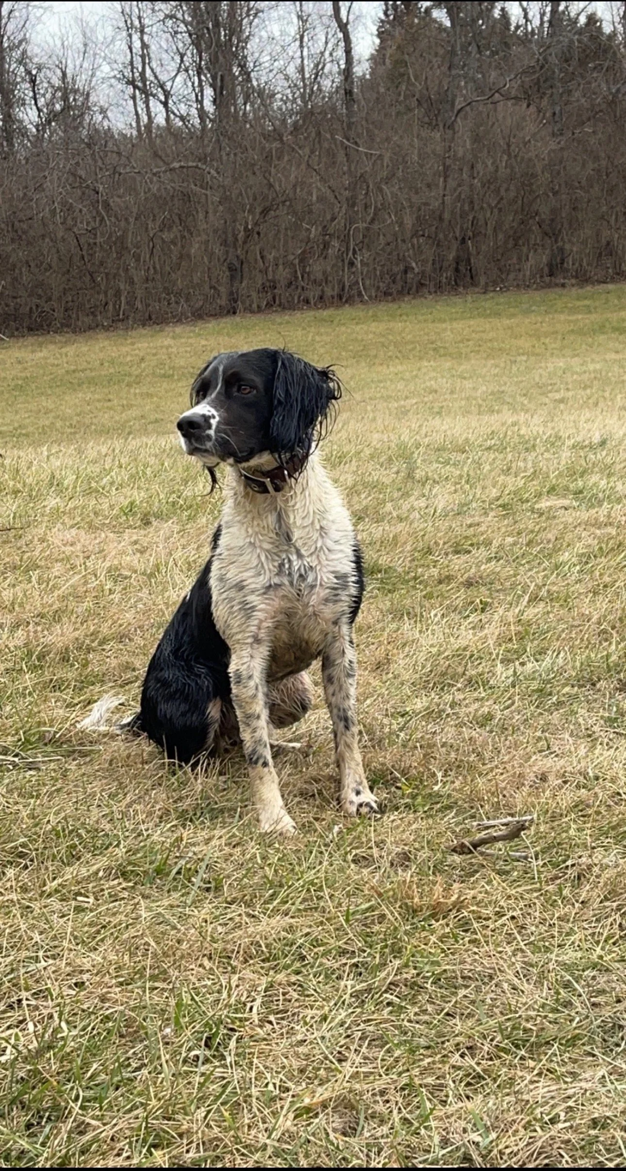 English Springer Spaniel