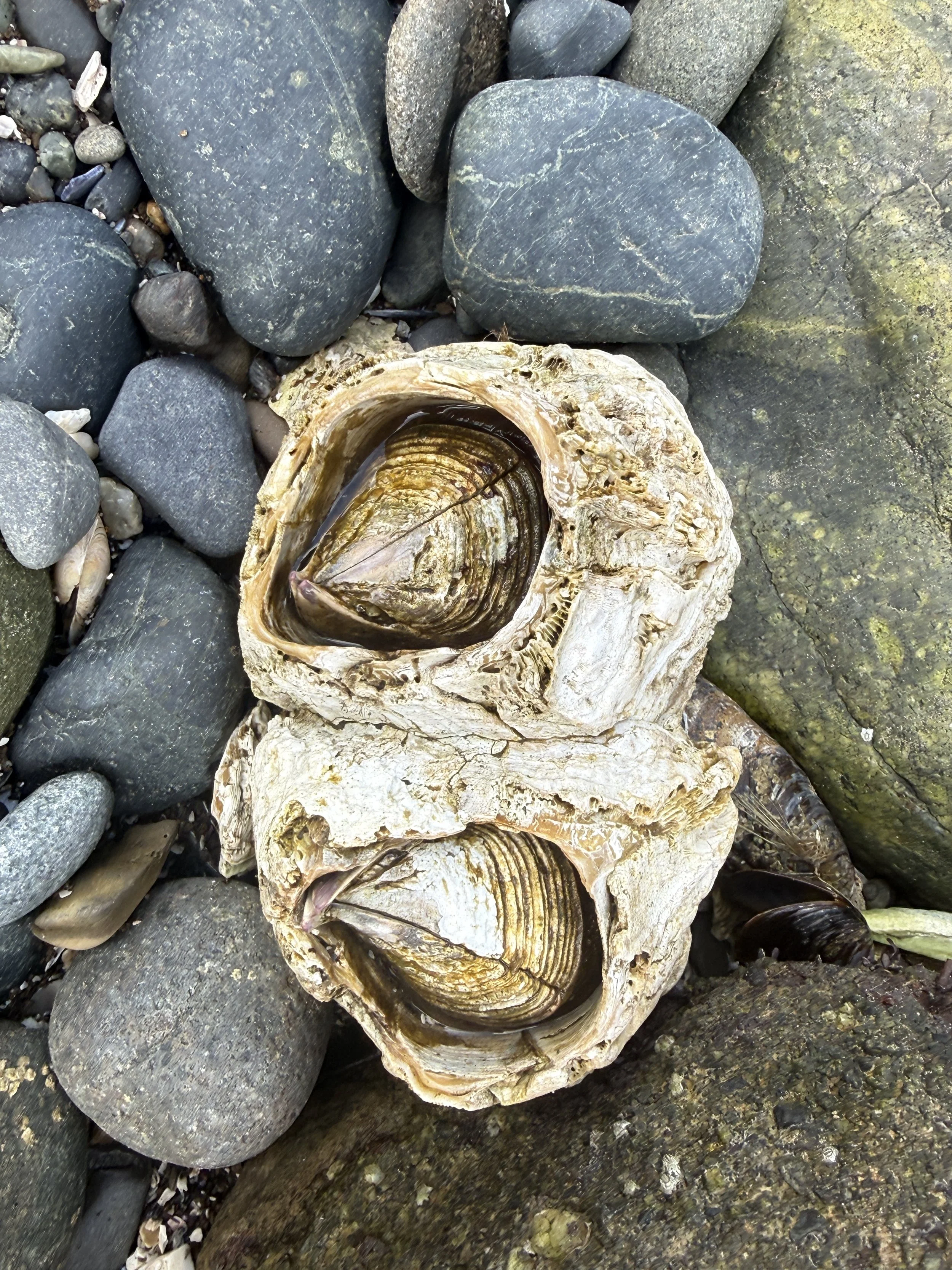 Large Barnacle at Low Tide. Slip Point. Clallam Bay.