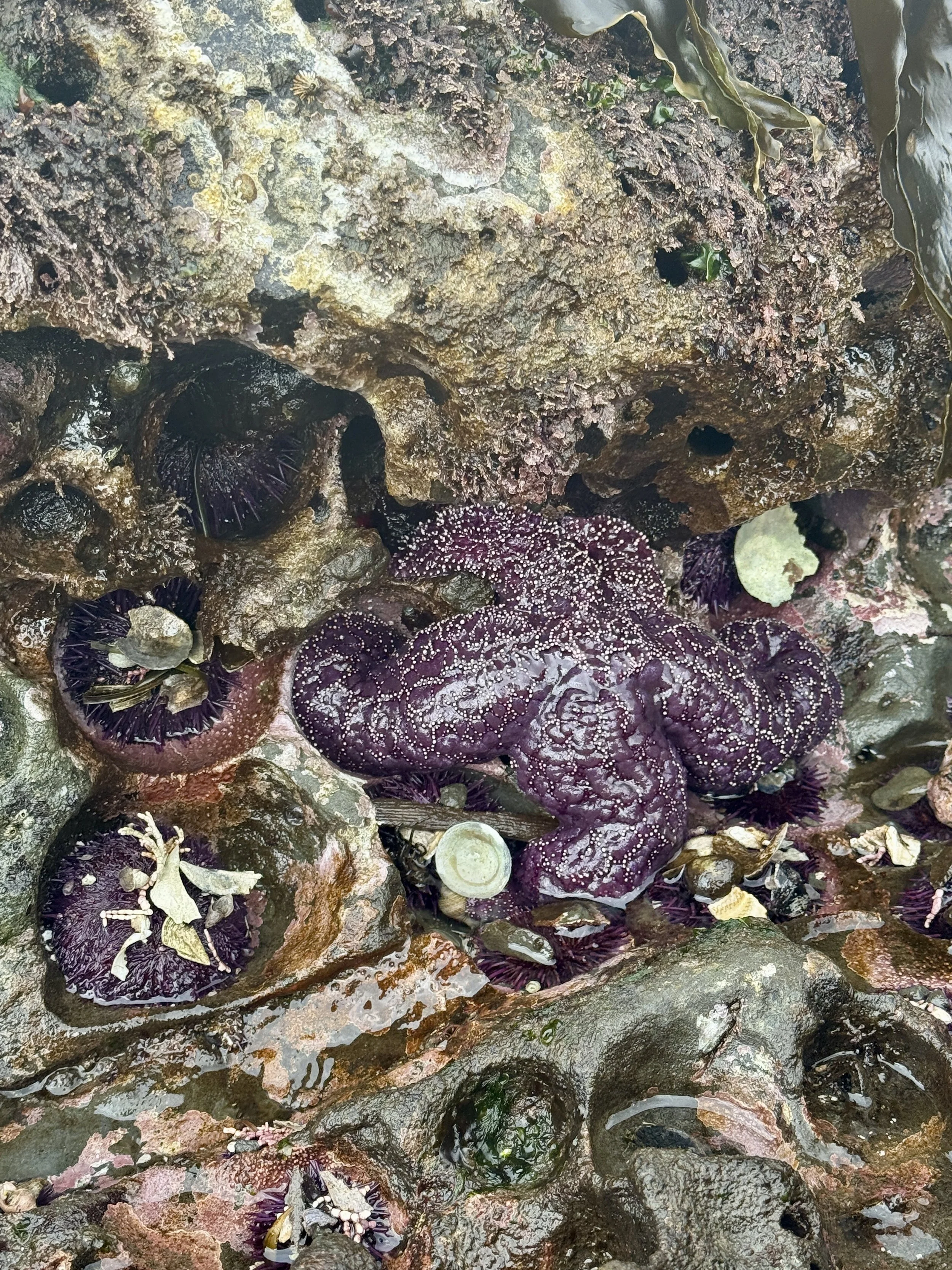 Starfish in Tidepool at Low Tide