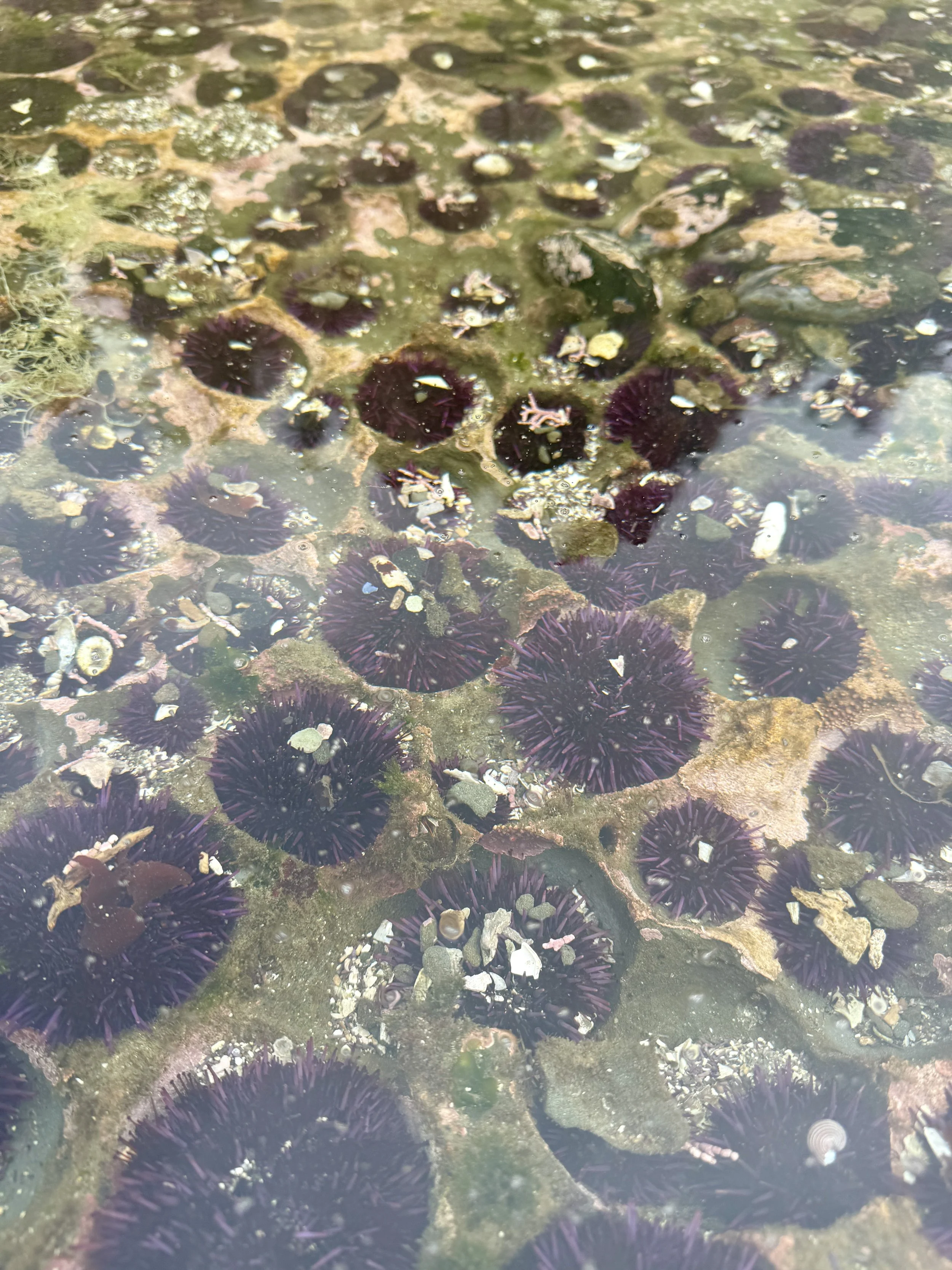 Purple Urchins in Tidepool
