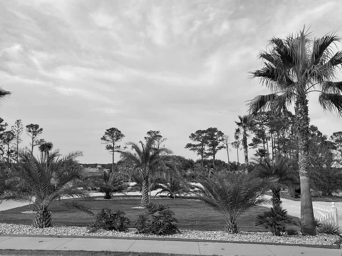 A black and white photo of a landscaped area with palm trees, small bushes, and a grassy lawn, with a sidewalk in the foreground and a cloudy sky overhead.