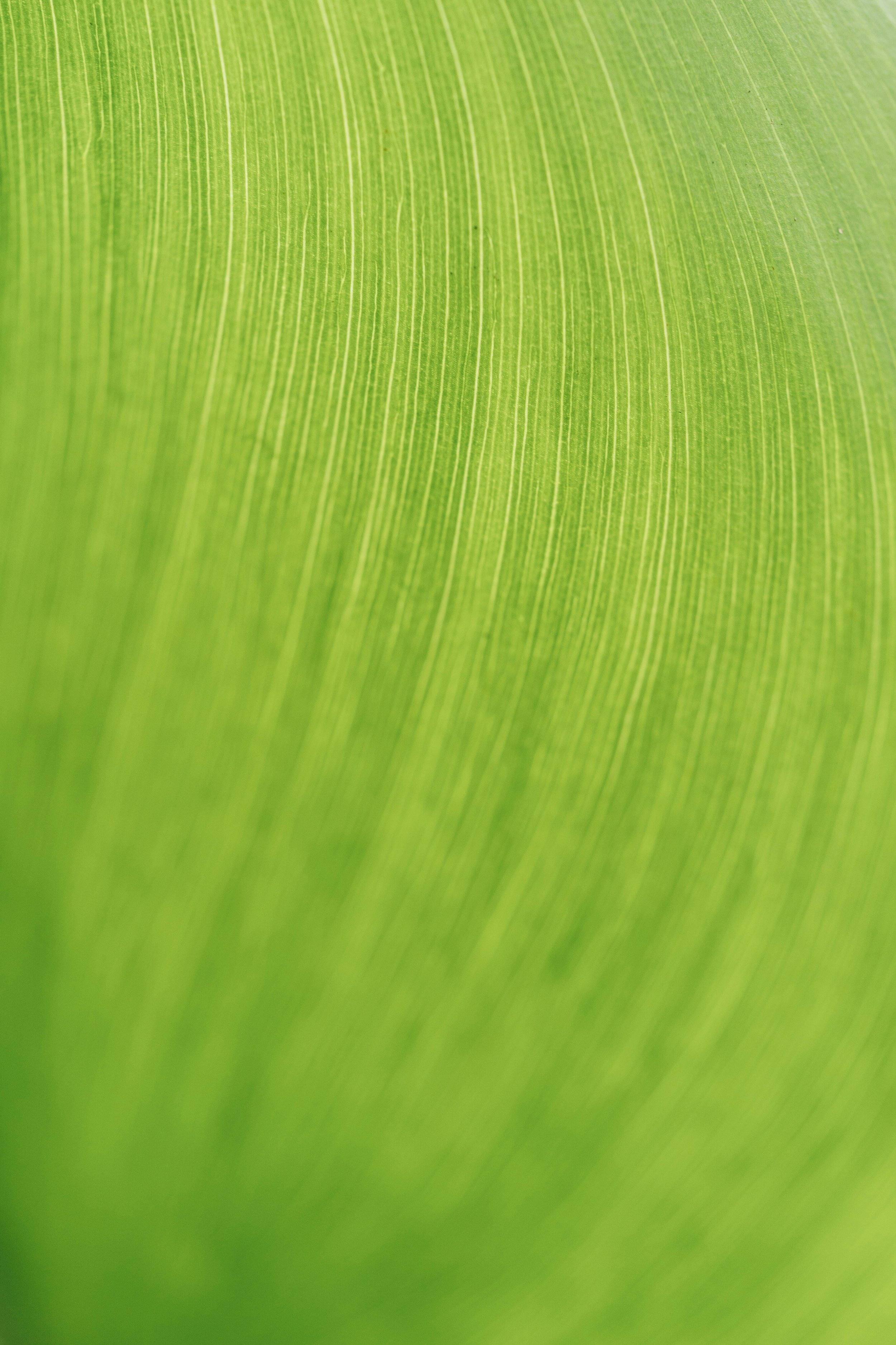 Close-up of a green leaf showing detailed veins and texture.