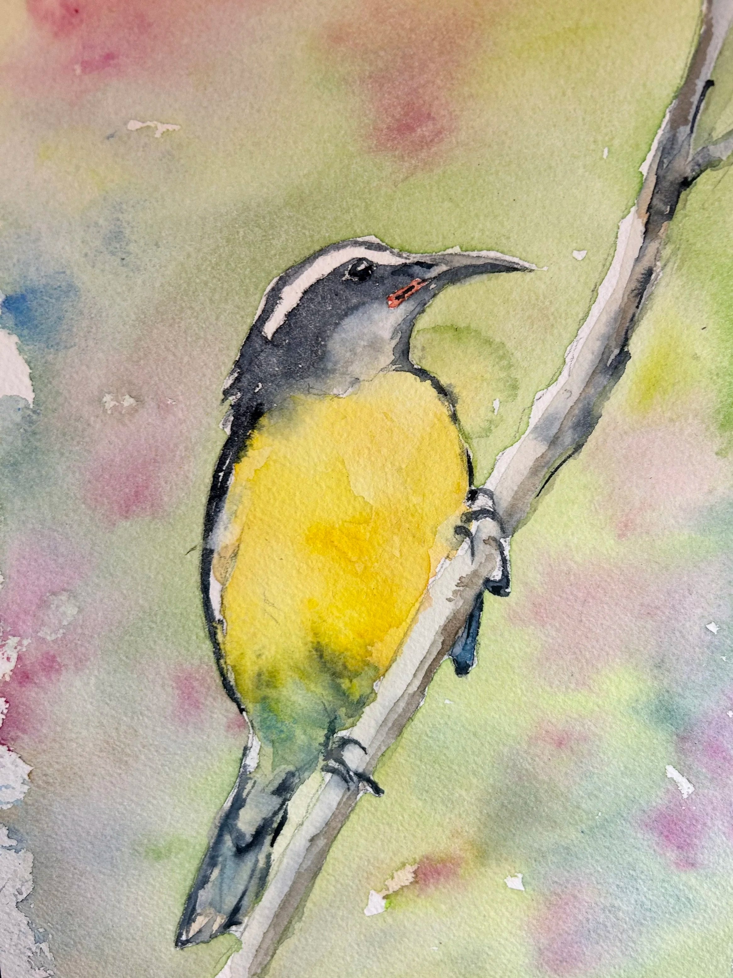 Bananaquit