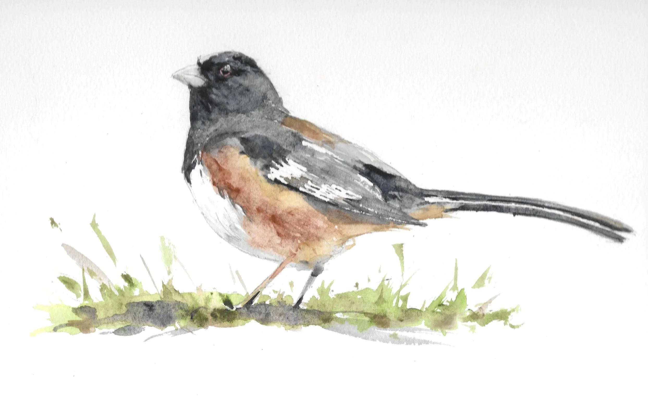 Eastern Towhee