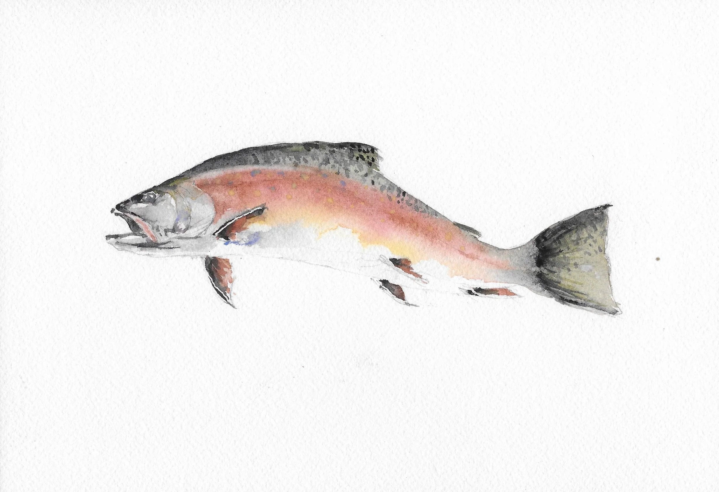 Brook Trout