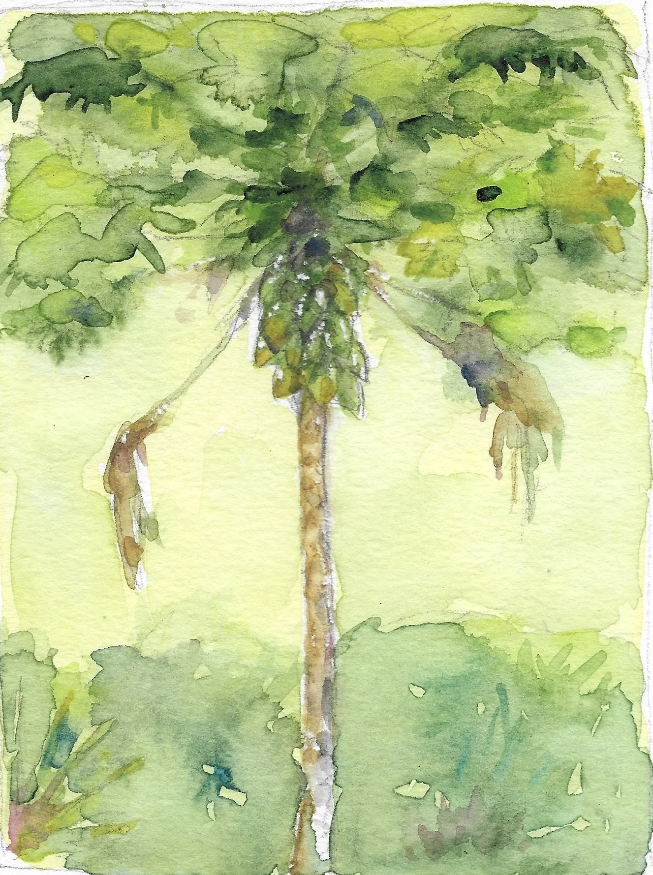 Papaya, St. John, USVI