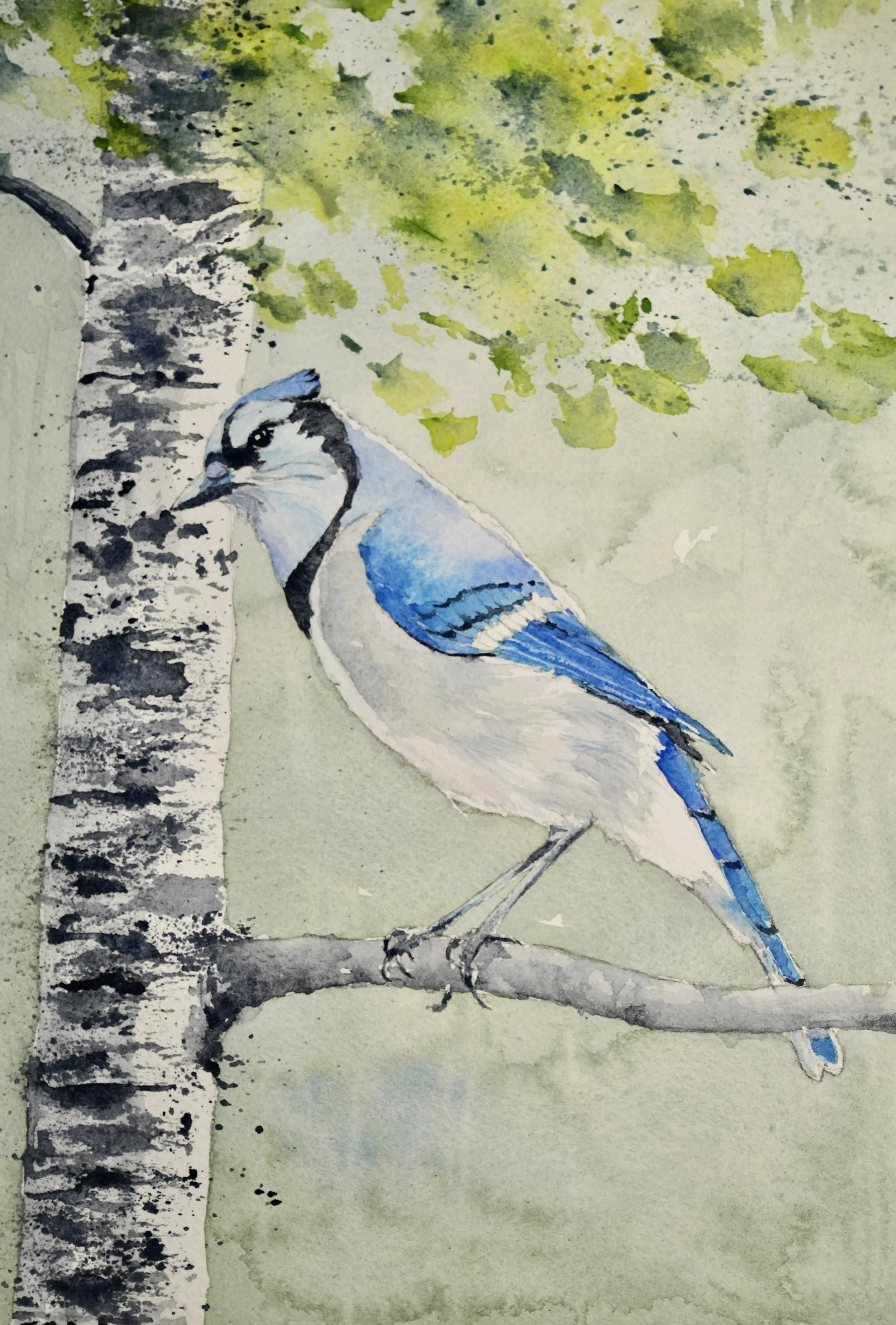 Blue Jay