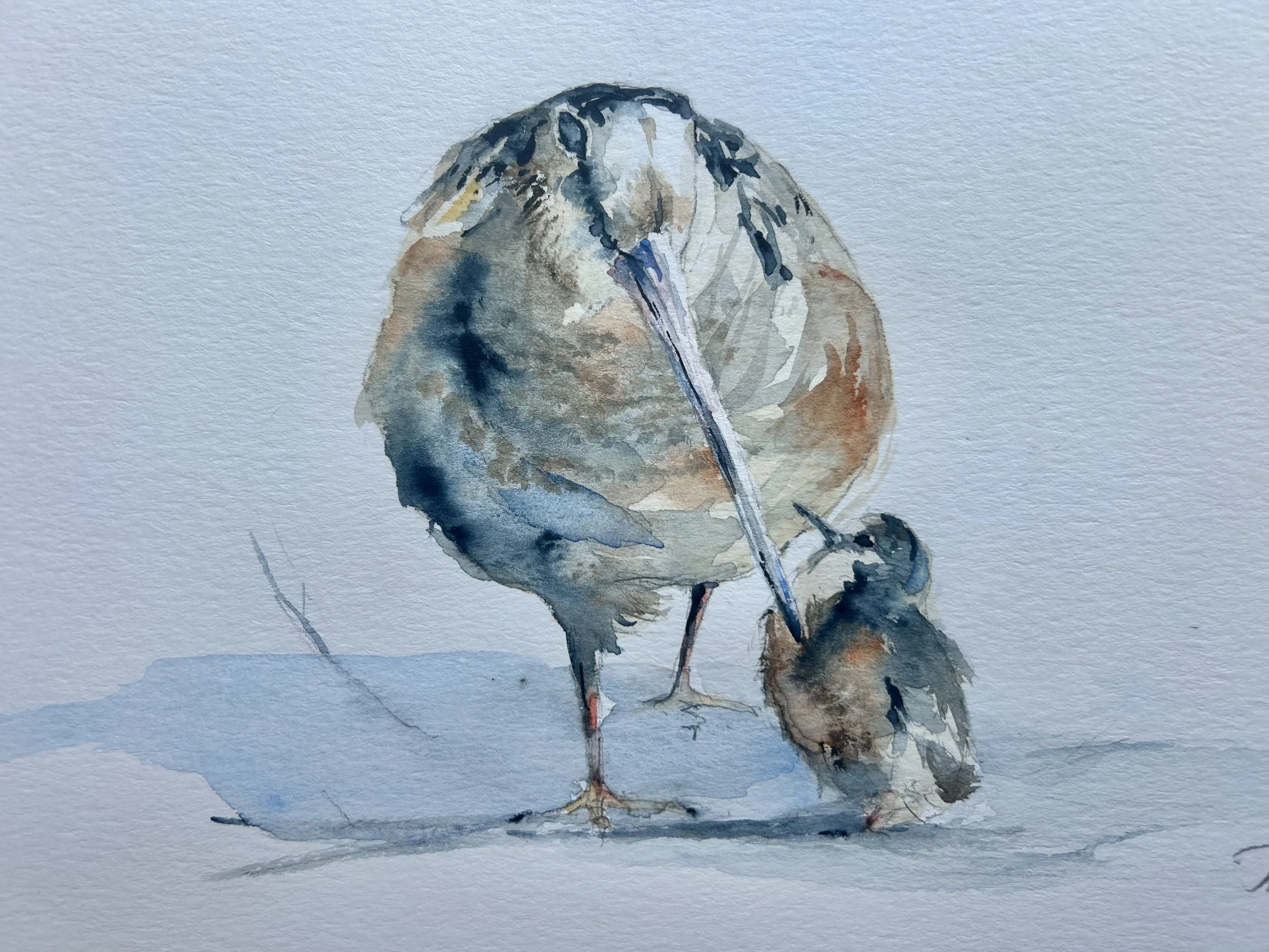 Woodcock Hen & Chick