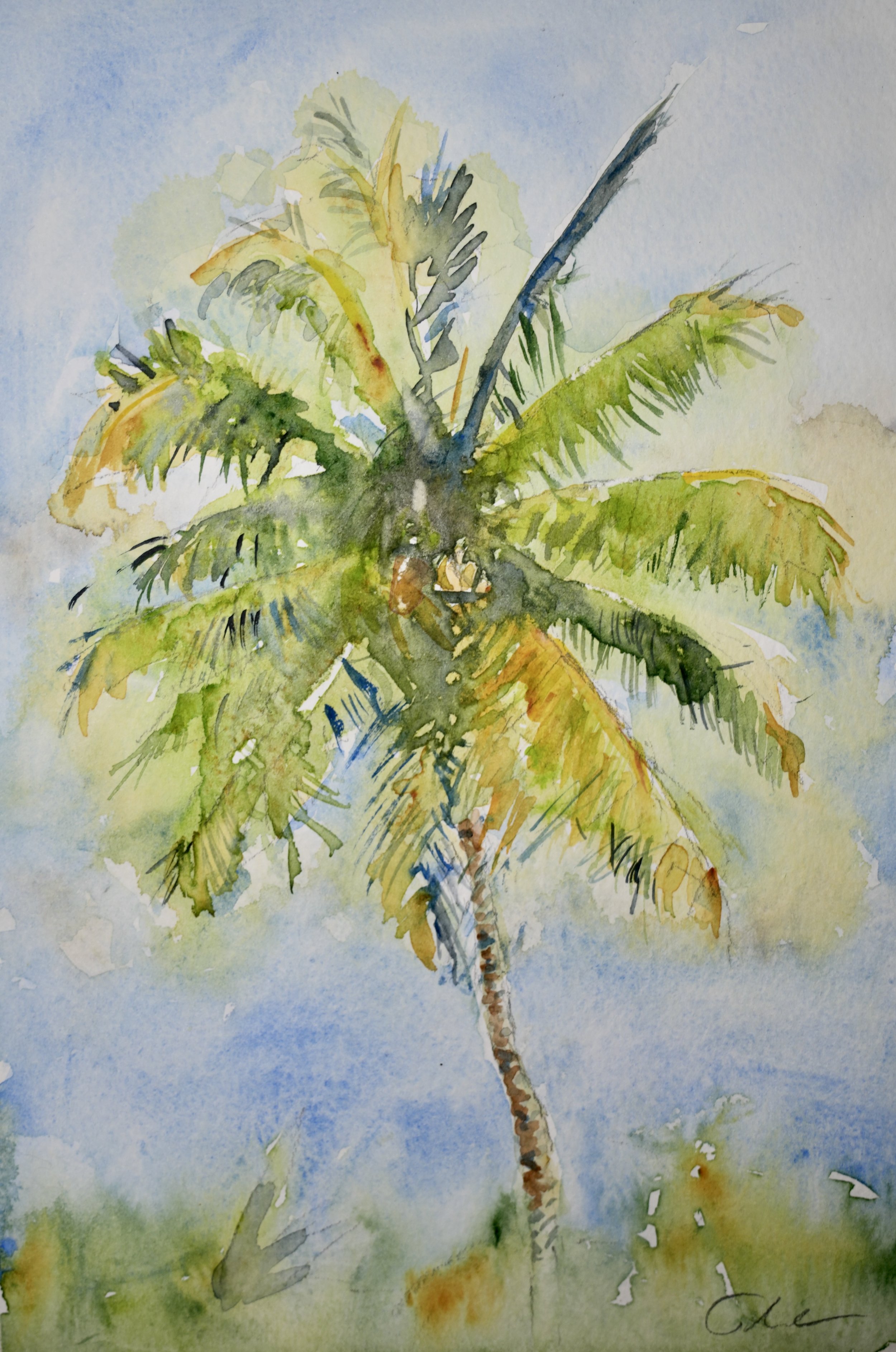 Palm Tree