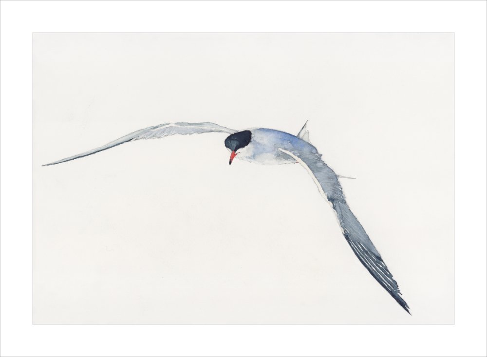 Common Tern