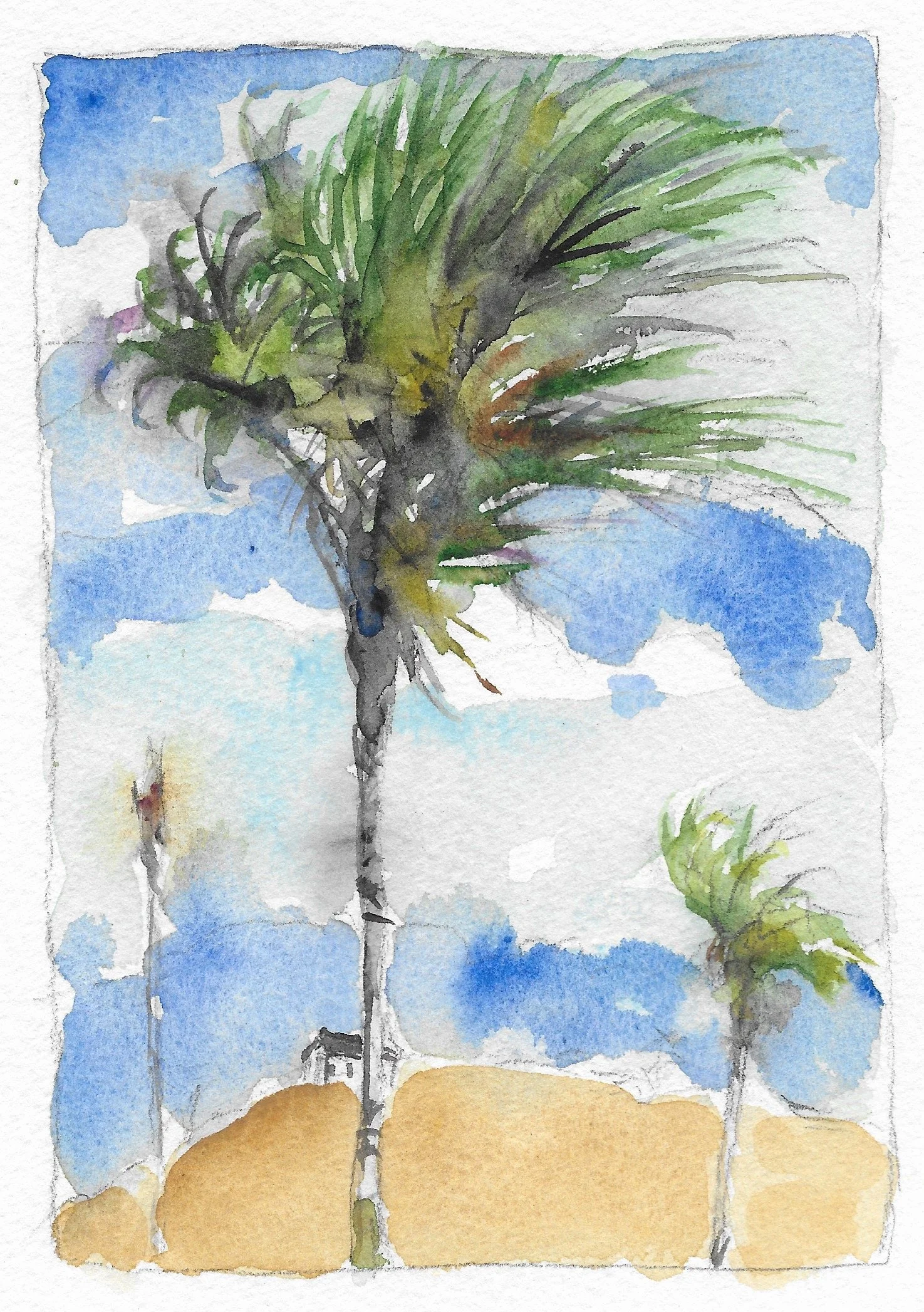 Tire Palm, St. John, USVI