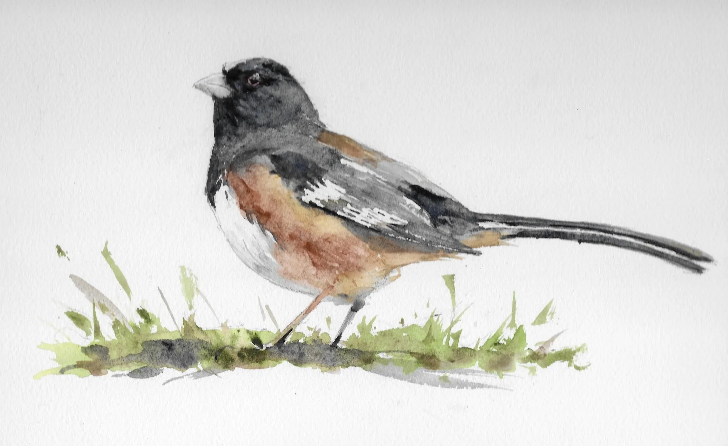towhee.jpg