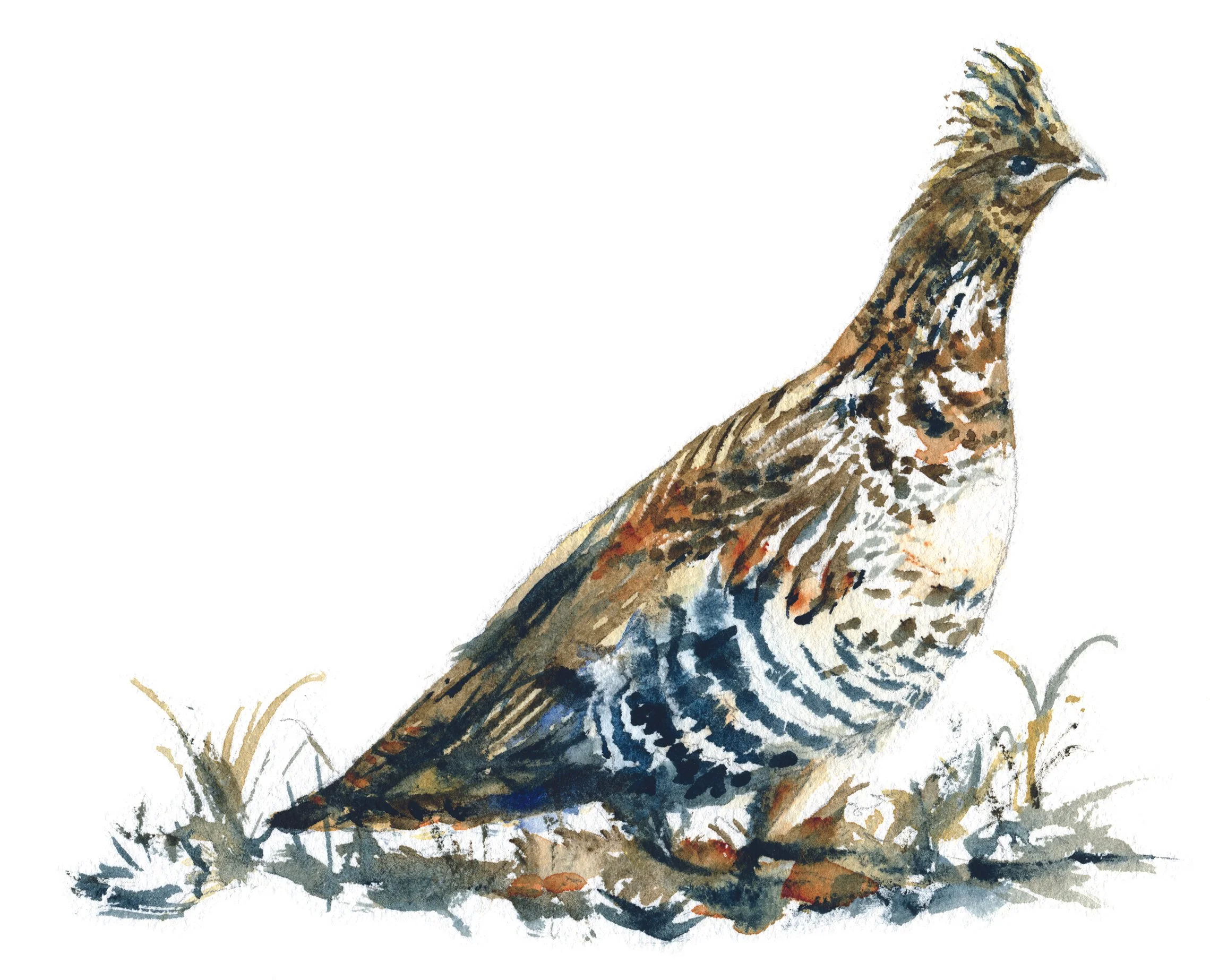 Ruffed Grouse
