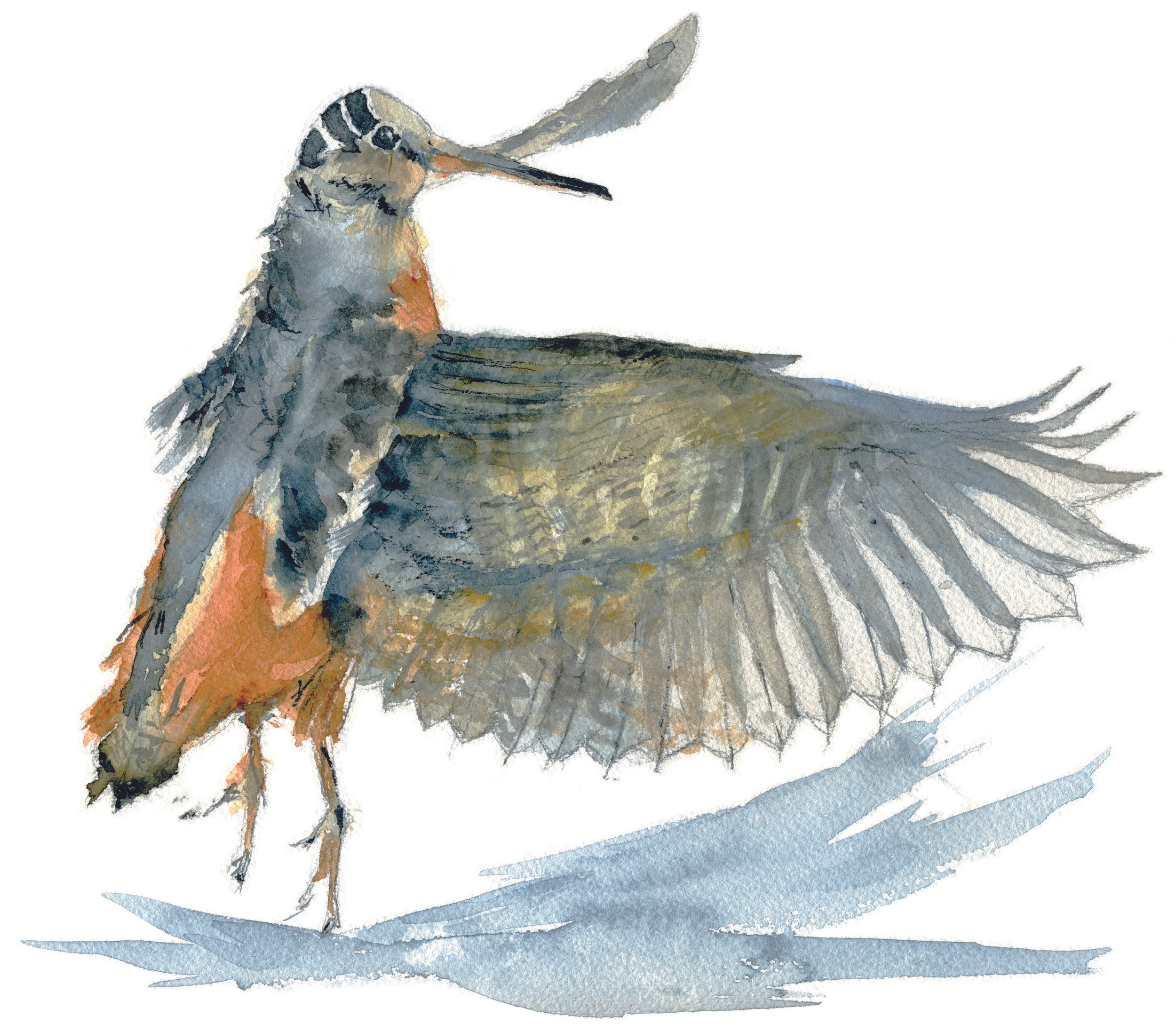 Taking Flight, Woodcock