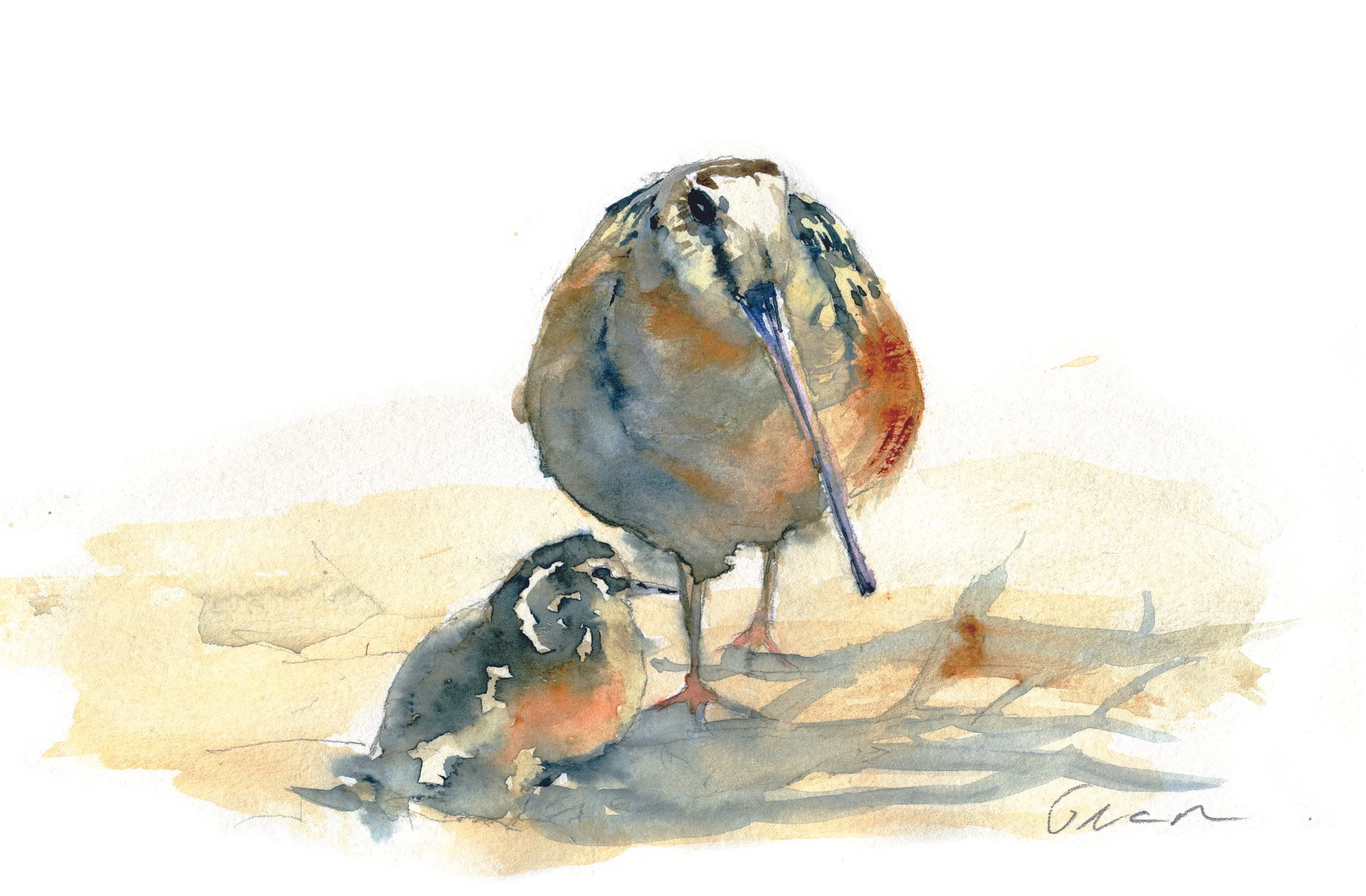 Woodcock Hen & Chick 2