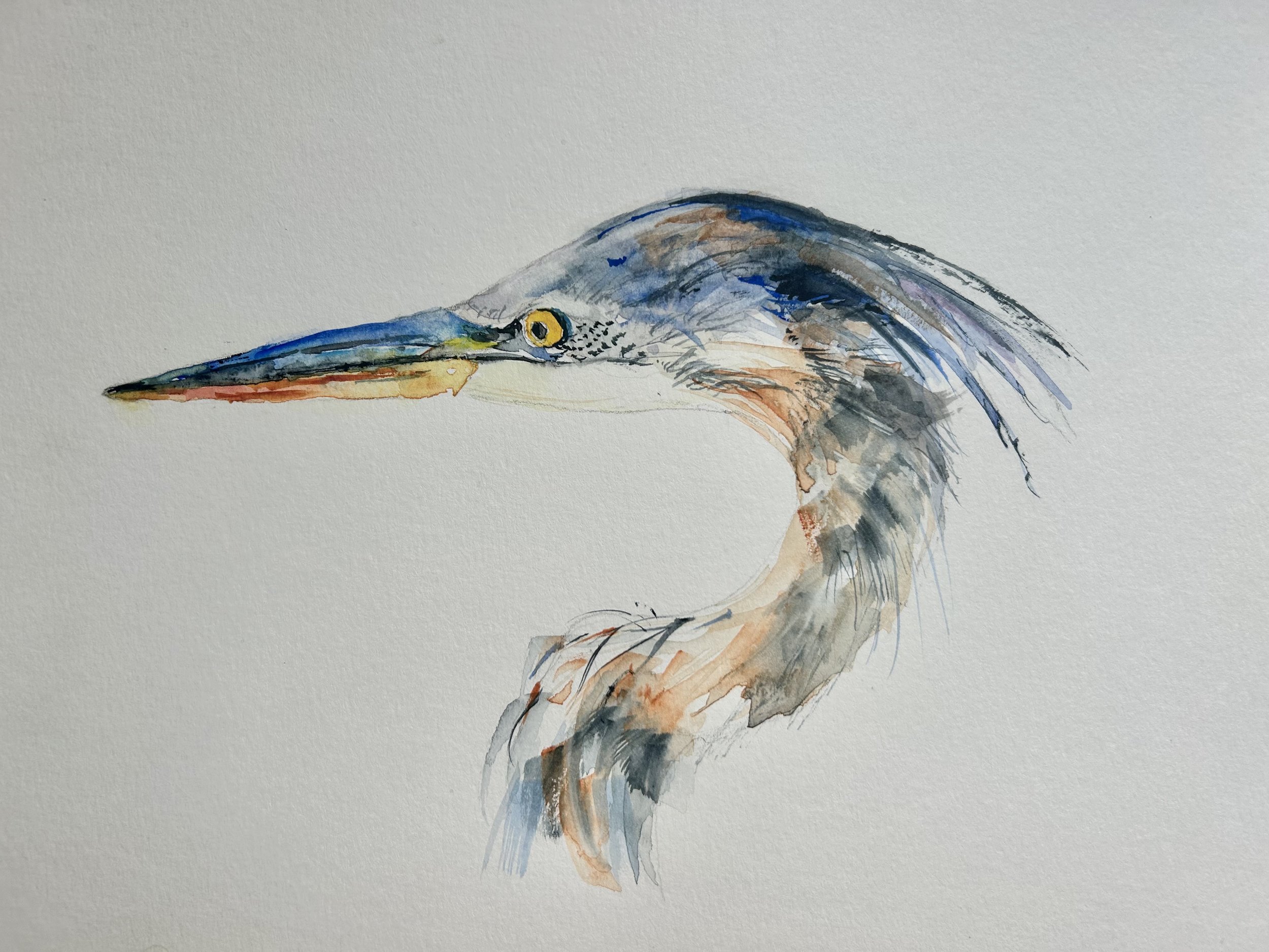 Great Blue Heron Head