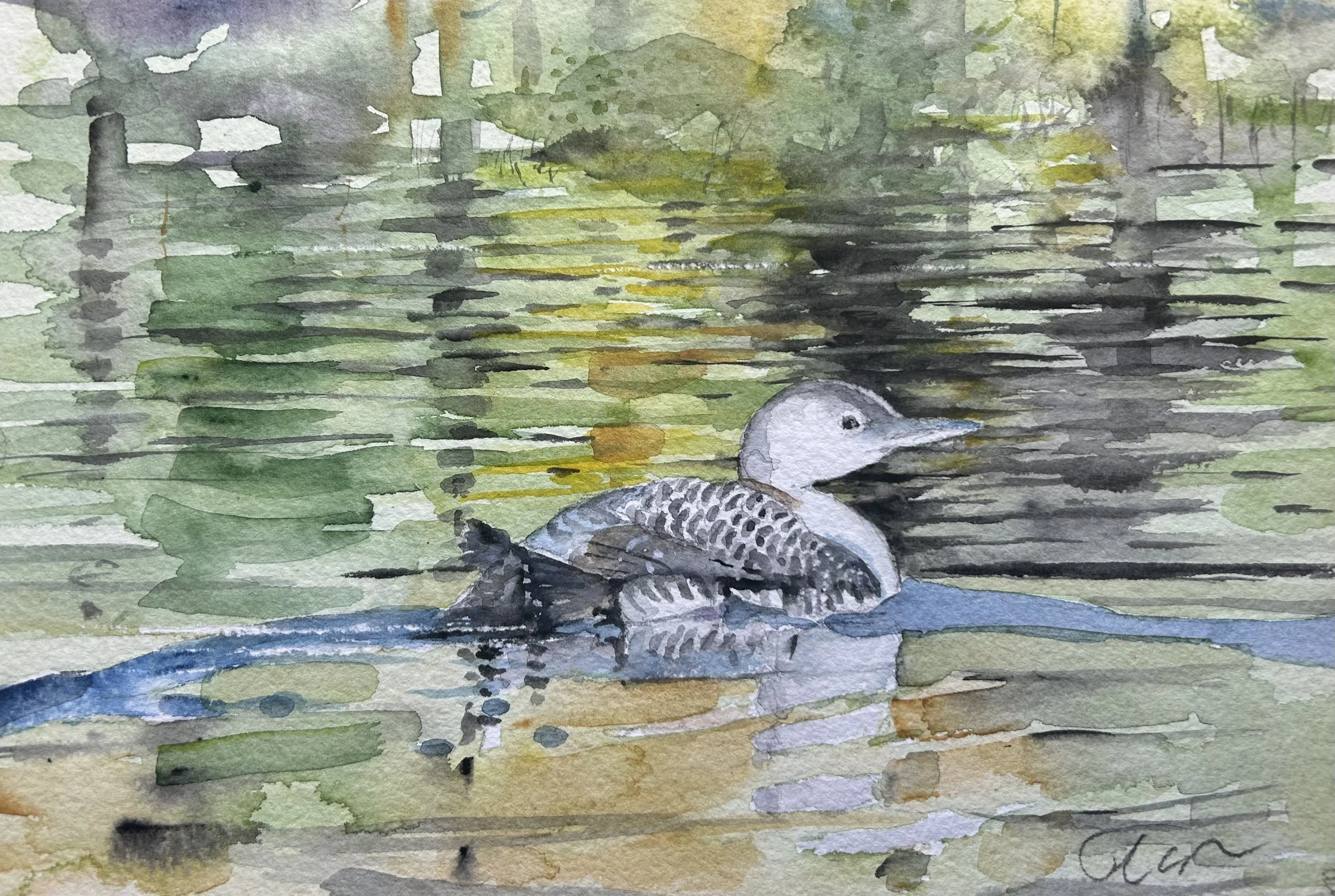 Juvenile Common Loon