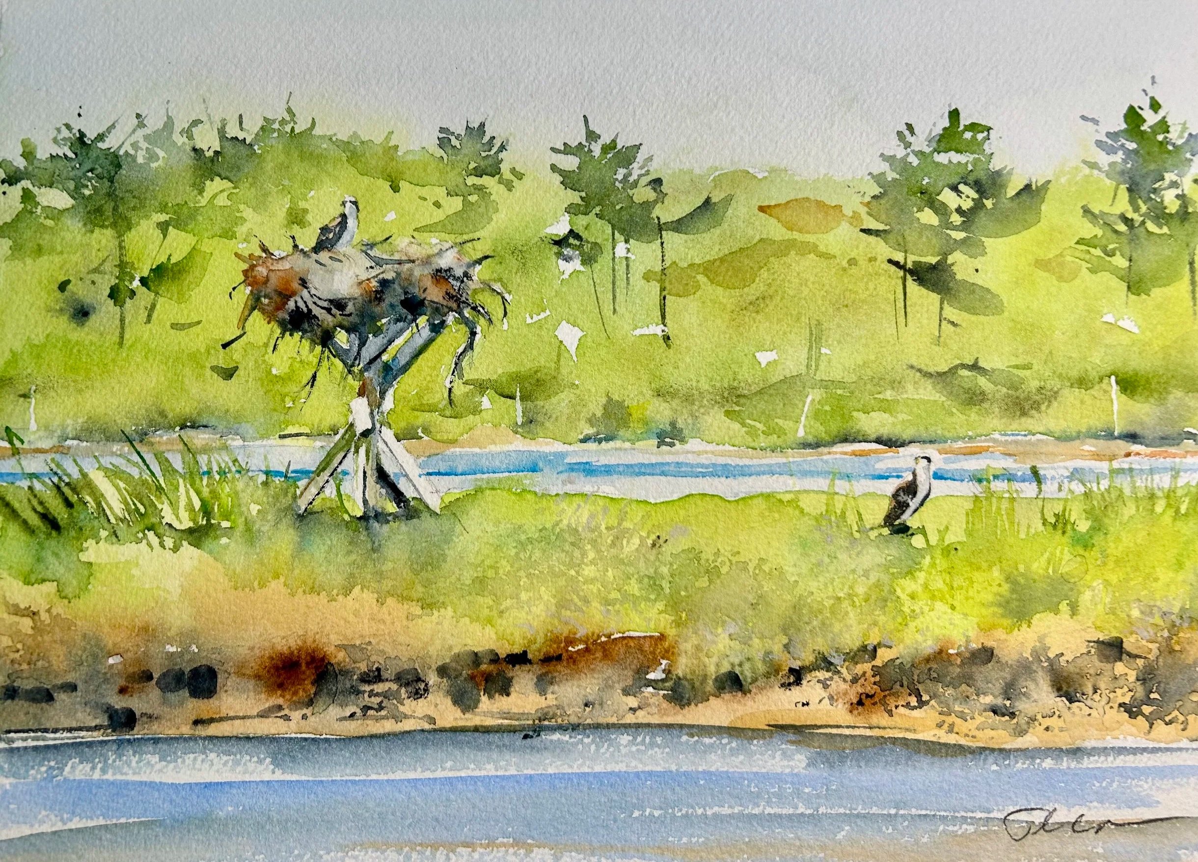 Osprey Pair, Westport, MA